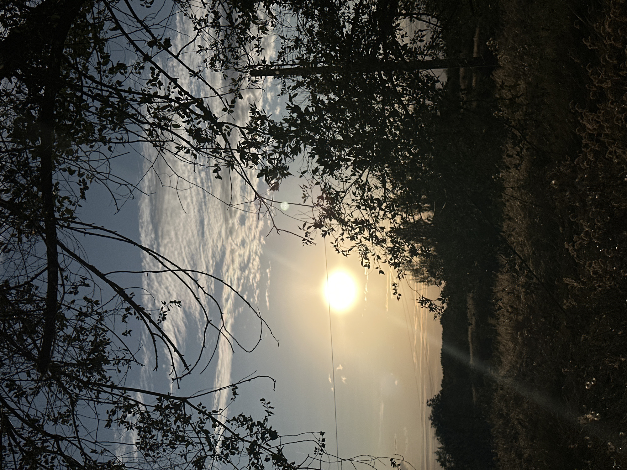 The image depicts a sunset scene in Energetik, Russia, framed by the silhouetted branches of trees in the foreground. The sun, a bright, luminous orb, is low in the sky, casting a warm, golden light that blends with the pale blue sky. Wispy clouds, tinged with the colors of sunset, stretch across the sky. Below the sky, a dense line of dark trees creates a silhouette against the horizon. In the foreground, the ground is covered with dry grasses and weeds, their textures highlighted by the fading sunlight. A subtle lens flare emanates from the sun, creating a diagonal streak of light across the lower portion of the image. The overall atmosphere is tranquil and natural, capturing the quiet beauty of a rural sunset.