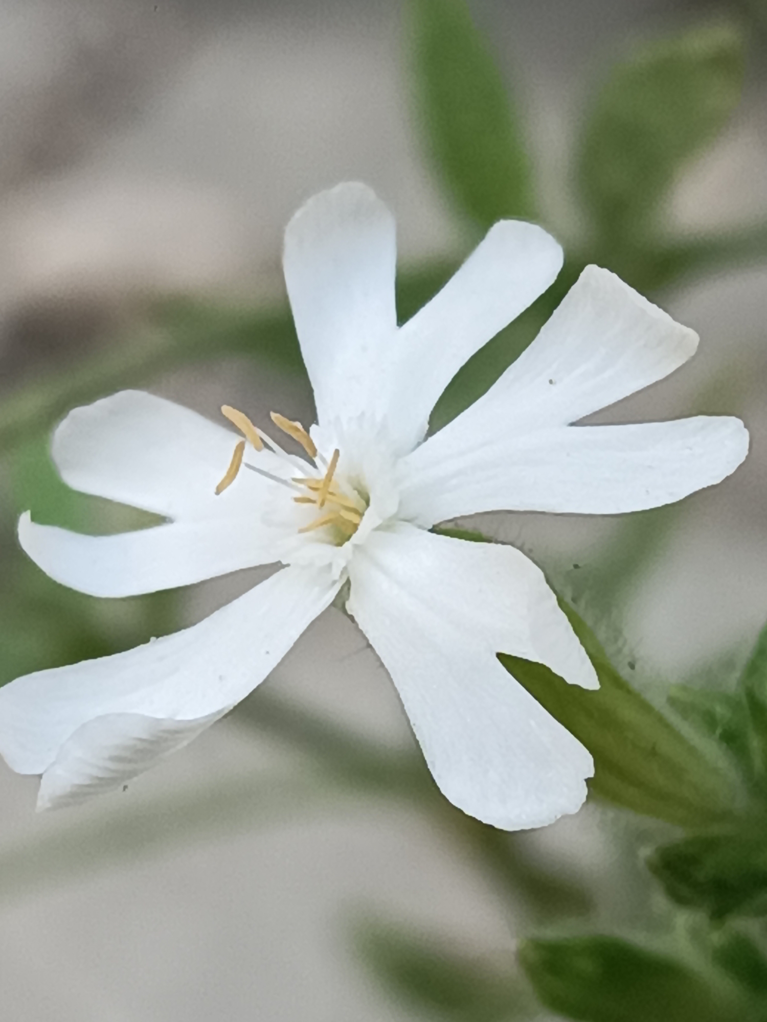 A close-up, eye-level, vertical shot shows a single white flower with five distinct petals. The petals are elongated and slightly pointed, with visible veins and a delicate texture. In the center of the flower, several slender yellow stamen are visible, along with a lighter-colored pistil. The flower is positioned slightly off-center to the left of the frame, with its petals fanning outwards. The background is softly blurred, with a mix of muted green and grey tones, suggesting foliage and an outdoor environment. The lighting is soft and diffused, highlighting the delicate details of the flower. No people or specific landmarks of Viadana, Italy are discernible in this image; it is a purely botanical study.