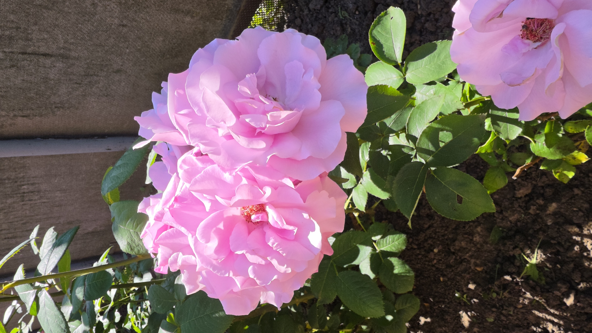 The image displays a close-up view of several pink roses blooming in a garden. The roses are in various stages of bloom, with the largest two in the foreground showing intricate petal structures and prominent stamens. Lush green leaves surround the flowers, some of which are partially in shadow. In the background, a textured, light brown wall is visible, with a vertical grey pipe or post. The ground beneath the roses appears to be dark soil, with some scattered debris. The lighting suggests a sunny day, casting distinct shadows. The scene is outdoors, likely a residential garden or park. There are no people or animals depicted in the image. The location is identified as Krasnochervonnyi, Russia.