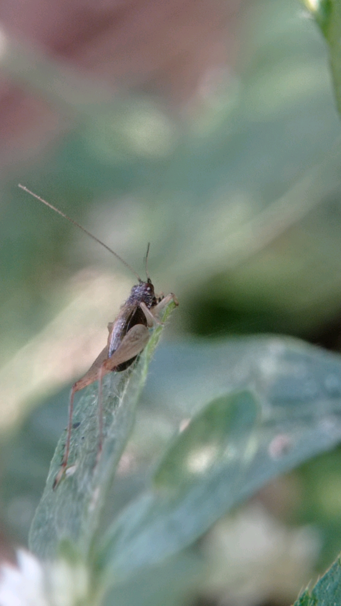 A close-up, eye-level, vertical shot shows a small brown cricket perched on a green leaf in Bedali, Indonesia. The cricket is facing to the left, with its head slightly lowered. Its antennae are long and thin, extending upwards and to the left. The cricket's body is segmented, and its legs are visible, with the hind legs appearing to be adapted for jumping. The leaf it is on is a vibrant green and appears to be covered in a fine web-like substance. The background is softly blurred, with shades of green and brown, suggesting a natural outdoor environment with foliage and possibly soil. The lighting is natural and diffused, highlighting the detail of the cricket and leaf.