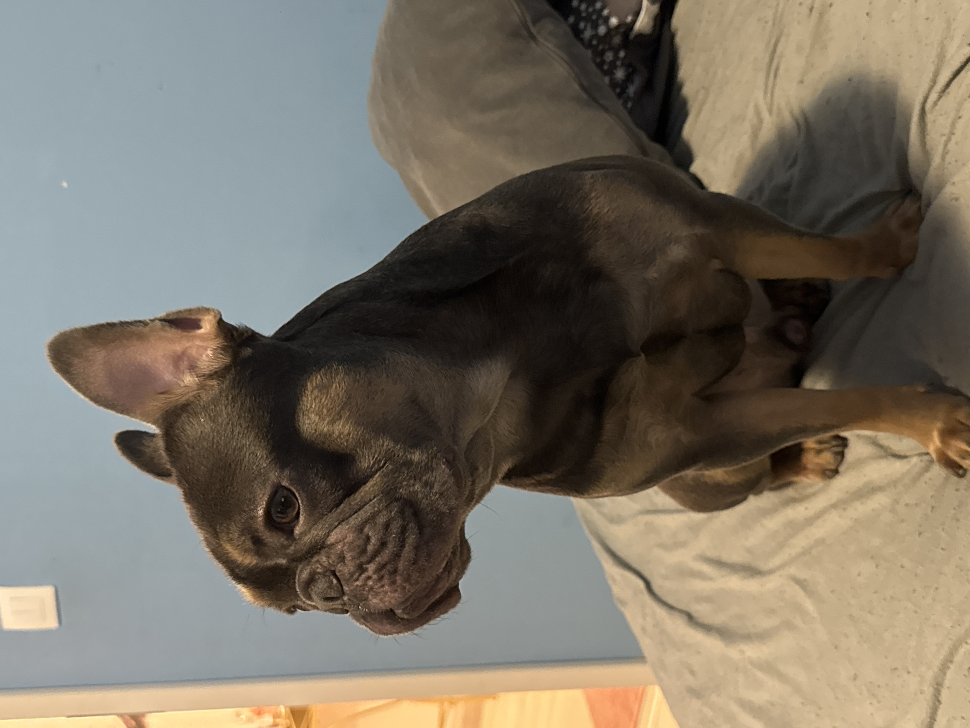 A grey and tan French Bulldog is lying on a grey bed in a room with pale blue walls. The dog is facing left, with its head and front paws visible. A light switch is partially visible on the wall. A bed frame is at the bottom of the image. The location of the image is unknown, and it is not possible to verify this information using the image.