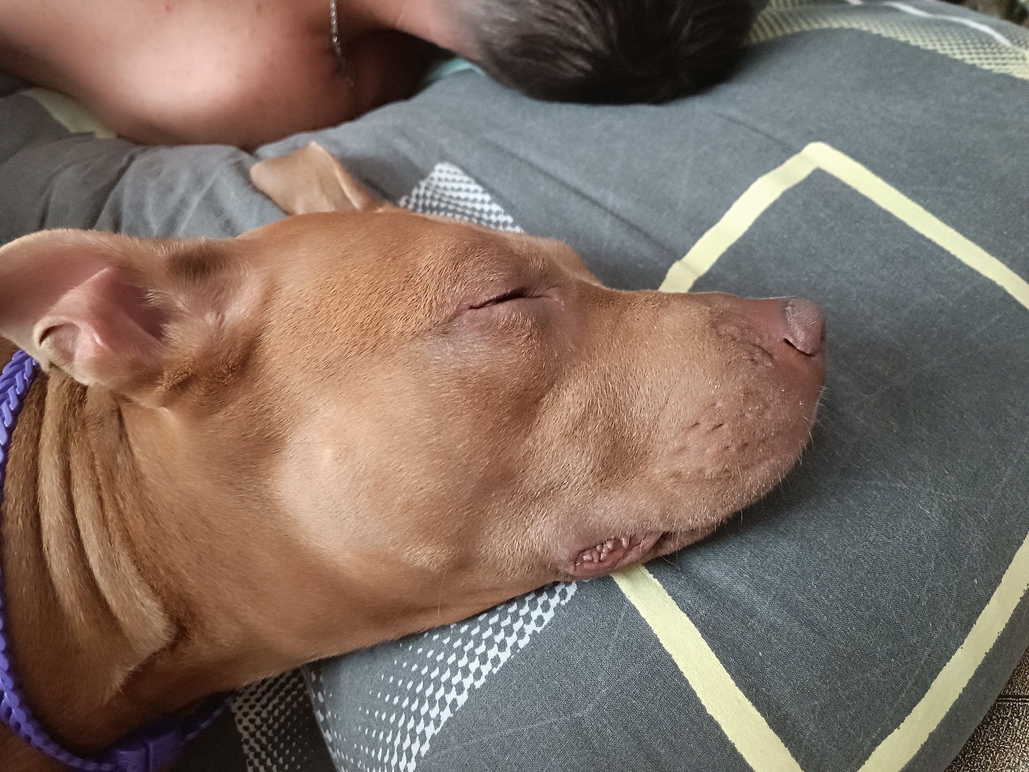 An upper body shot of a person is in the background of the image, lying on a bed. In the foreground, a light brown dog is asleep on the bed, its head resting on a pillow. The dog is wearing a purple collar. The pillow has a pattern of light gray and white diamond shapes with yellow stripes. The background shows a gray duvet. The scene is indoors, likely a bedroom, in an unknown location.