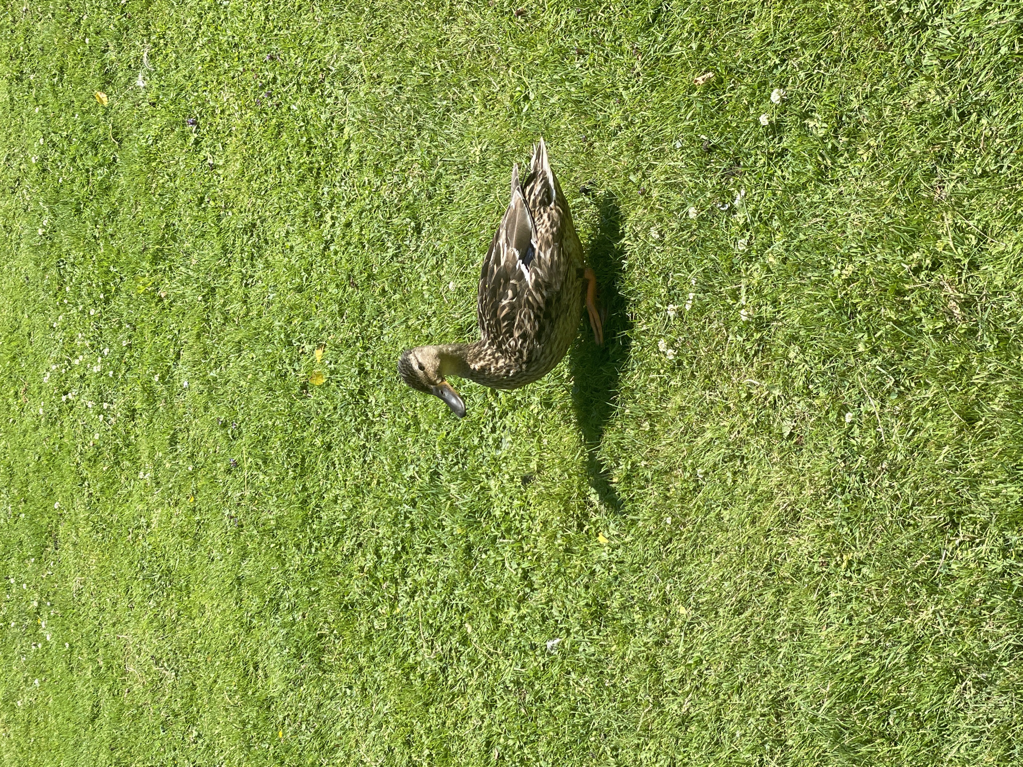 A female mallard duck is standing on a well-maintained green lawn. The duck is facing to the left of the frame and is casting a shadow to its left. The duck has brown and tan plumage with a blue speculum on its wings. The lawn is a typical city park grass, with some clover and small white flowers scattered throughout. The scene is lit by bright sunlight, indicating it is daytime. No specific landmarks or buildings are visible in the image that would suggest its location within Horsens, Denmark.