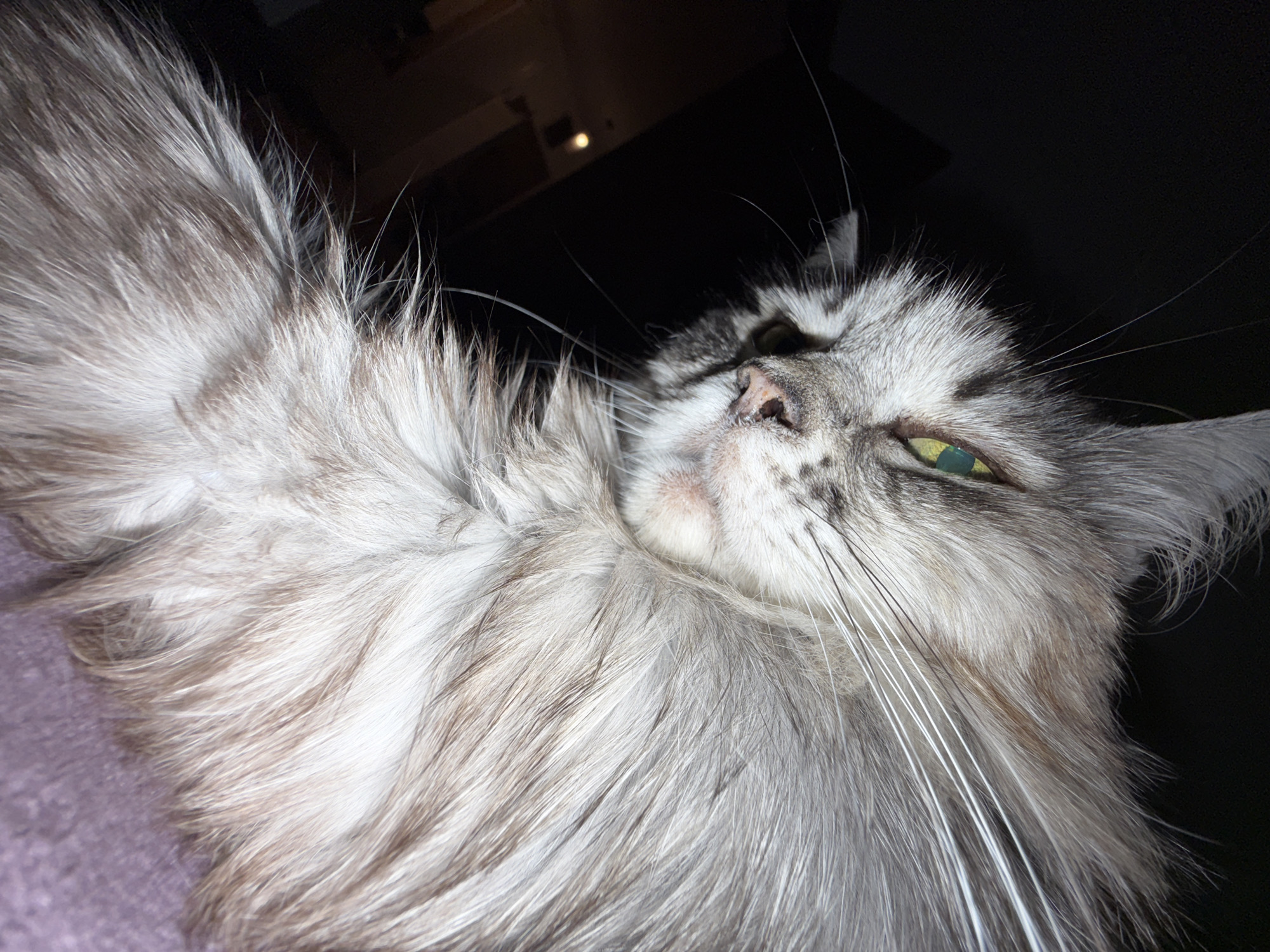 A close-up, low-angle shot shows the head and upper body of a fluffy gray cat. The cat's face is angled down and to the left, with its green eye visible and appearing to be looking at the camera. Its fur is long and appears to be gray and white with some brown streaks. The background is dark, with some hints of a dimly lit room on the left side of the image. The cat is resting on a purple surface.