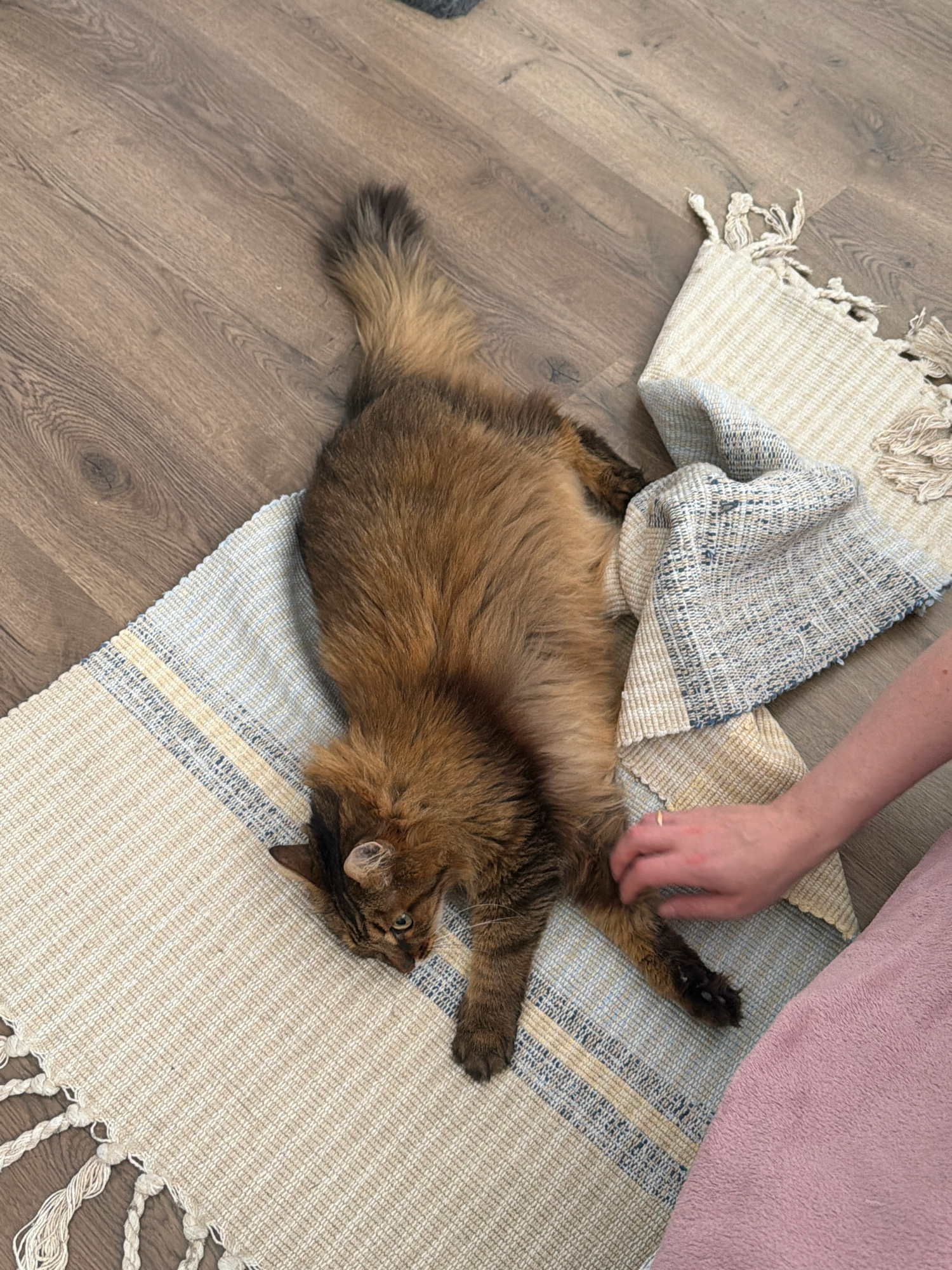 A fluffy, long-haired brown cat is lying on its side on a woven rug with fringe. The rug is on a wooden floor. A person's arm and hand are visible on the right side of the image, petting the cat. The person is wearing a pink garment. The scene appears to be indoors, possibly a home, in Kyiv, Ukraine.