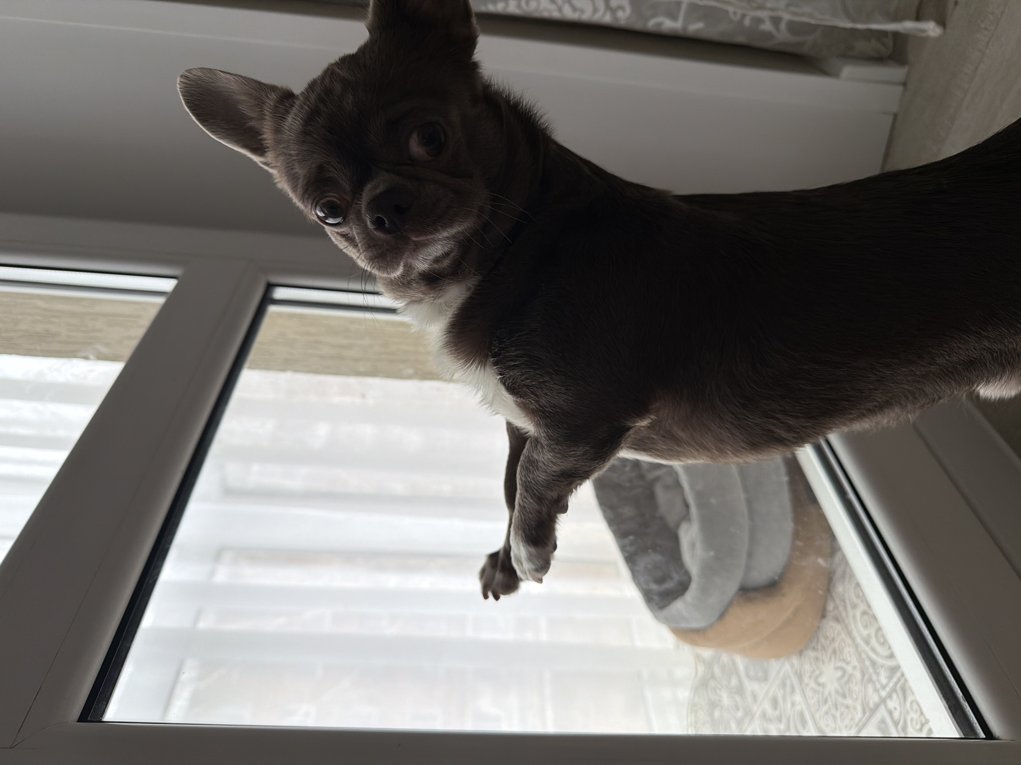 A gray Chihuahua dog is perched on a white windowsill, looking downwards. The window is in a room, with a view out to what appears to be a cold or wintery scene with light-colored or white elements visible through the glass. The dog is mostly gray with some white fur visible on its chest. There is a dog bed near the window. The specific location within the city of Votkinsk, Russia, cannot be determined from the image.