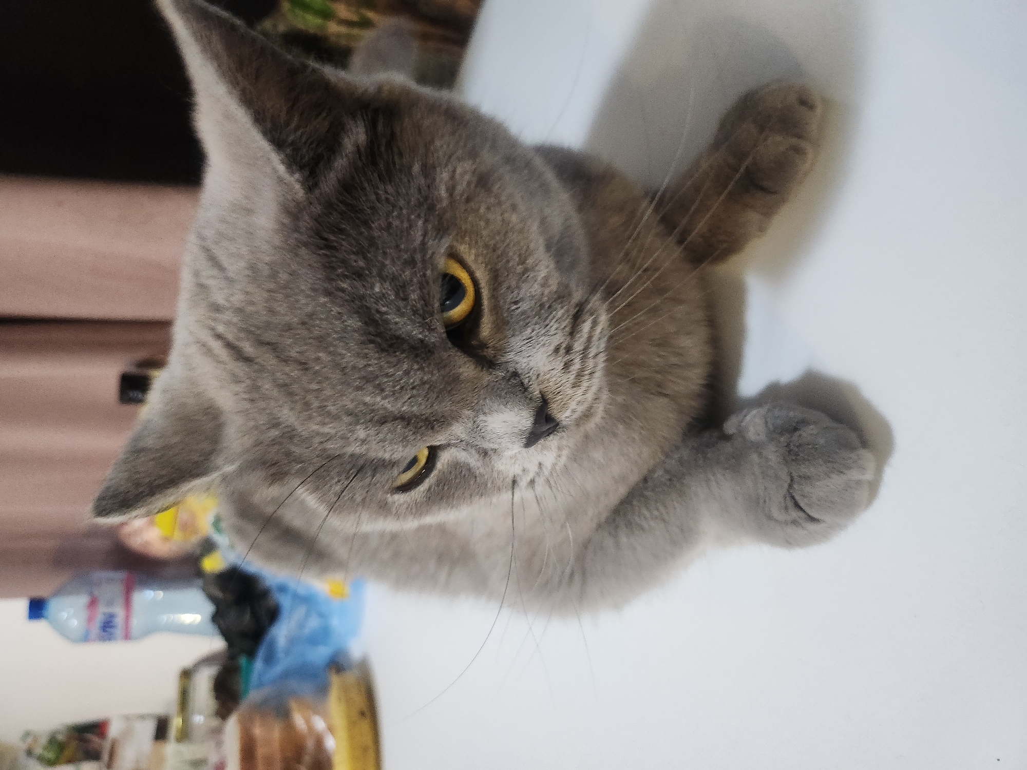 A grey British Shorthair cat with yellow eyes is lying on a white surface. In the background, out of focus, are a plastic water bottle, some food items, and a pink curtain. The scene is indoors. There is no discernible location in the city of Tsarevo, Bulgaria.