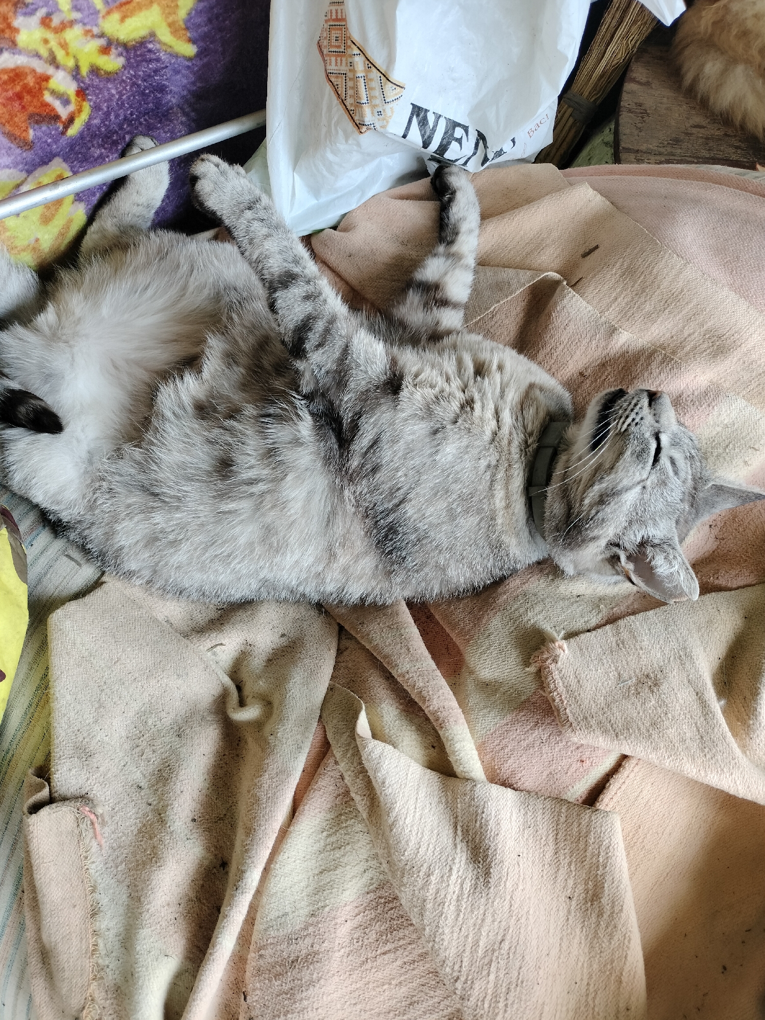 A silver tabby cat, wearing a grey collar, is sleeping on its back on a pile of beige and pink fabric. The cat's eyes are closed, and its head is tilted back. Its paws are extended upwards. The fabric appears to be a blanket or quilt and is folded and draped in several places. In the background, to the left, is a purple and yellow patterned fabric, possibly another blanket. To the right of the cat, there is a white plastic bag with black lettering. Behind the plastic bag, a bundle of straw or reeds is visible, tied with string. The overall setting suggests an indoor environment, possibly a home. The image does not contain any elements that would indicate a specific location within Lykhove, Ukraine.