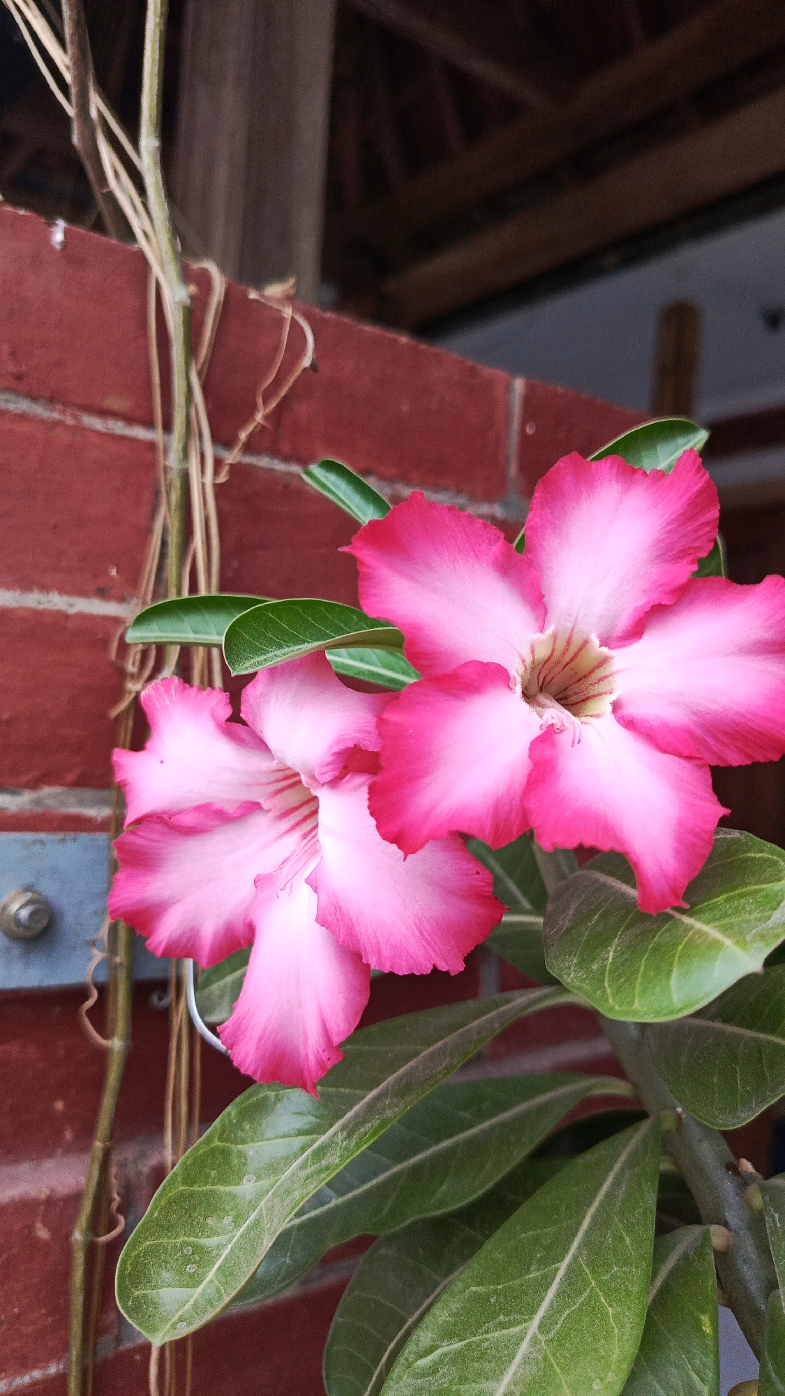 A close-up, vertical shot focuses on two vibrant pink desert rose flowers blooming against a blurred background of red brick wall and wooden structures, possibly part of a building in Babadan, Indonesia. The flowers, with their five-petal structure and delicate white centers streaked with reddish veins, are in sharp focus, showcasing intricate details. Lush green leaves with prominent veins surround the blossoms. A slender, dry vine with small tendrils snakes down from the upper left, adding a contrasting texture to the scene. A silver metal bolt is visible on the brick wall to the left of the flowers, secured by a wire that appears to be part of the plant's support system. The lighting suggests it might be daytime, with the sun illuminating the flowers from the side, creating soft shadows and highlighting the gradient of pink to white on the petals.