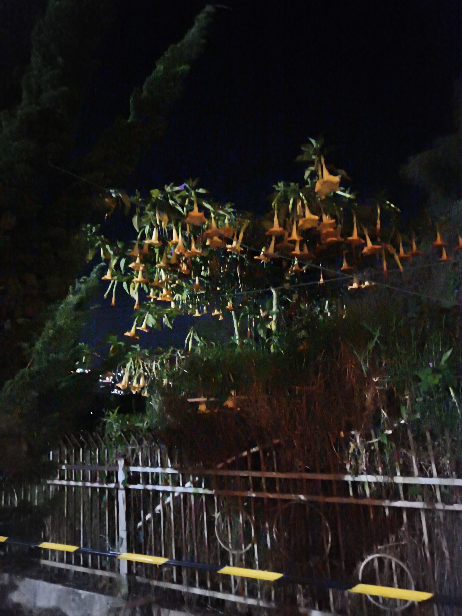 This image depicts a night scene in the vicinity of Dieng Kulon, Indonesia, showcasing a fence in the foreground and hanging bell-shaped flowers with yellow-orange petals suspended from branches above. The fence, constructed of vertical metal bars and horizontal supports, is partially obscured by overgrown vegetation. A black and yellow striped railing runs along the lower section of the fence. In the background, dark foliage and the faint glow of distant lights suggest an urban or semi-urban setting. The overall ambiance is that of a dimly lit outdoor environment at night, with the hanging flowers being the most prominent natural element.