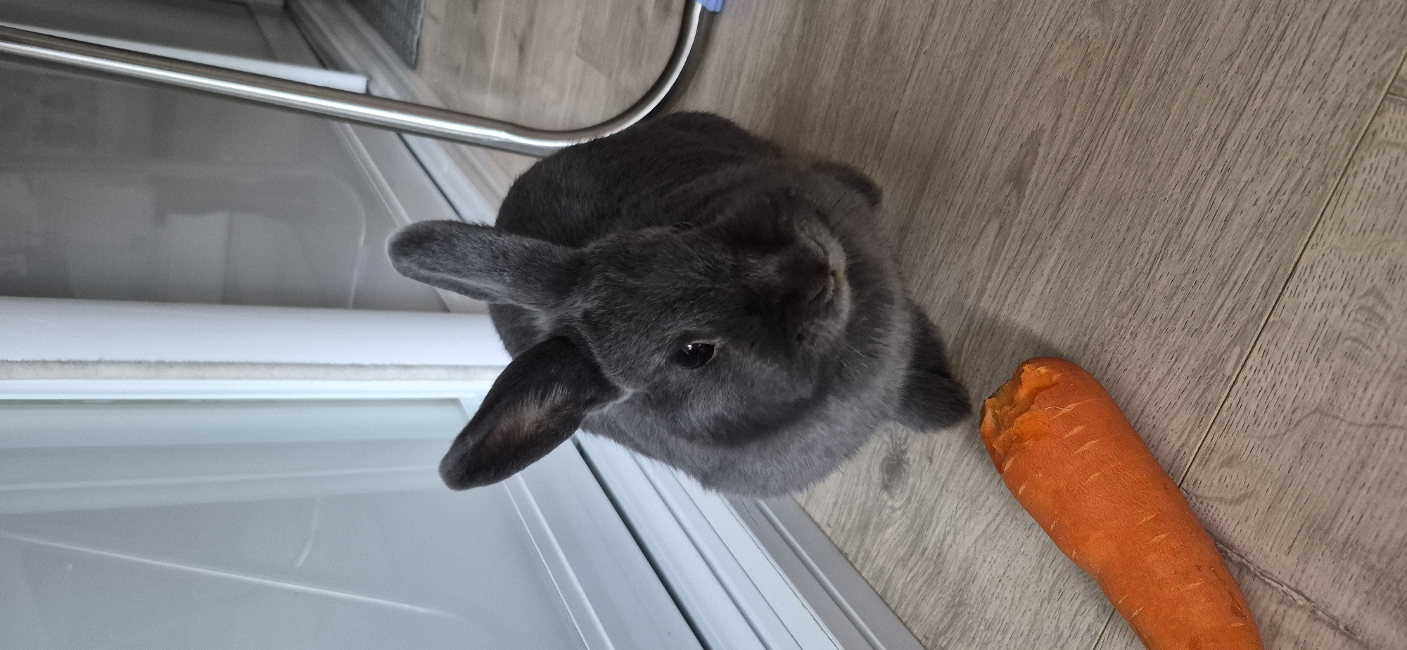 A grey rabbit with long ears is sitting on a wooden floor next to a partially eaten carrot. The rabbit's head is turned towards the camera, and its dark eyes are visible. A metal bar is positioned above the rabbit, and a section of a white structure, possibly a door or enclosure, is visible to the left of the rabbit. The setting appears to be indoors, with the wooden floor suggesting a home or similar environment. The lighting suggests it could be daytime, but there are no clear indications of the weather or time of day beyond that. The rabbit's posture and gaze suggest it is aware of its surroundings and possibly curious about the carrot. No text is visible in the image. The scene is static, with the rabbit and carrot positioned in a still manner.
