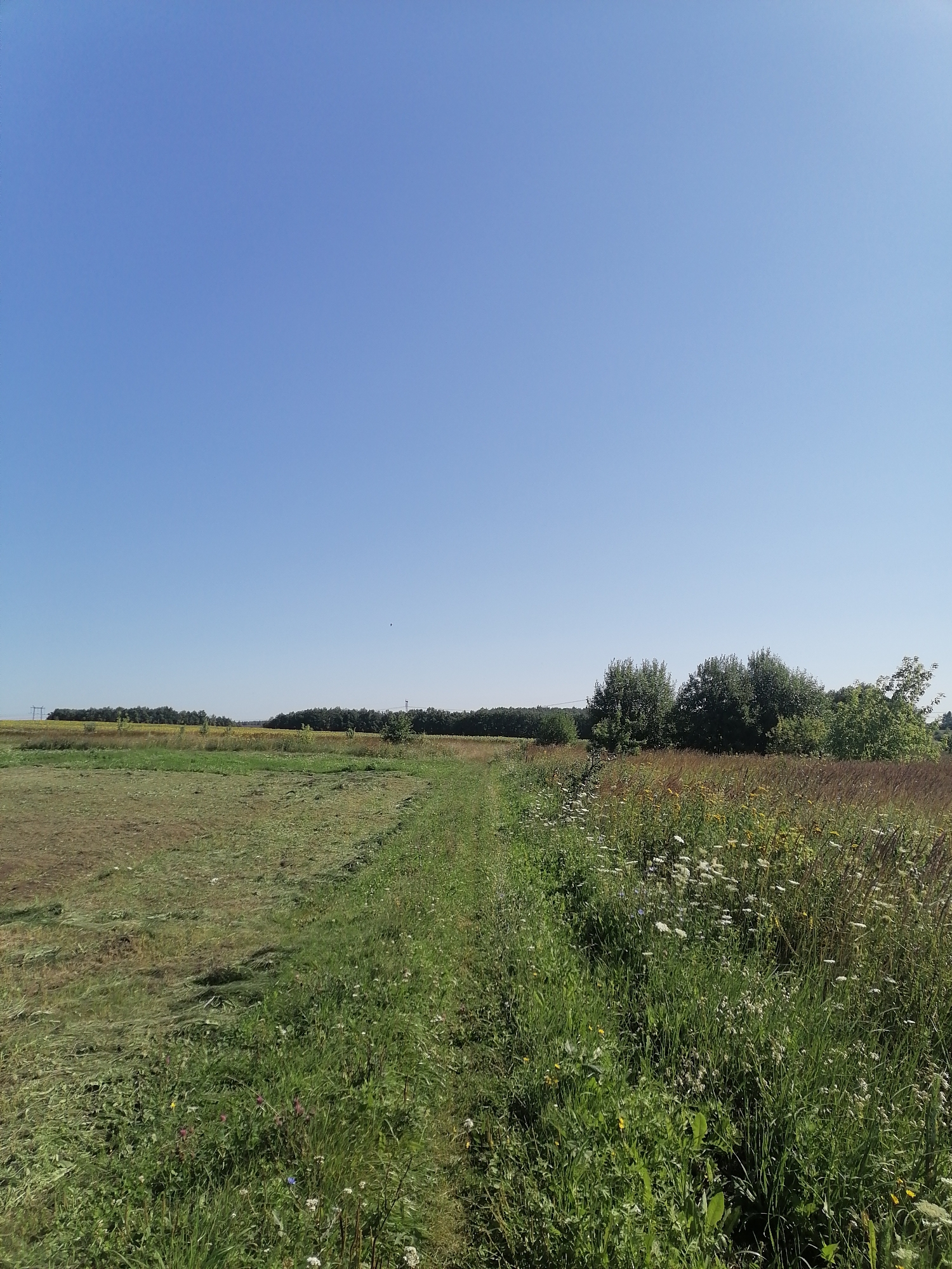 The image depicts a vast, open field under a clear blue sky. In the foreground, a path covered in green grass leads into the distance, bordered on the right by a dense meadow filled with various wildflowers and tall grasses. To the left of the path, a section of the field appears to have been recently mowed, with cut grass lying on the ground. In the middle ground, a line of trees forms a distant horizon, with some hints of yellow flowers, possibly sunflowers, visible in the fields beyond. Several transmission towers and a tall structure resembling a radio mast are also present in the far distance. The scene is characteristic of a rural landscape in Pecherniki, Russia, suggesting a clear, sunny day. There are no people or animals visible in the image.