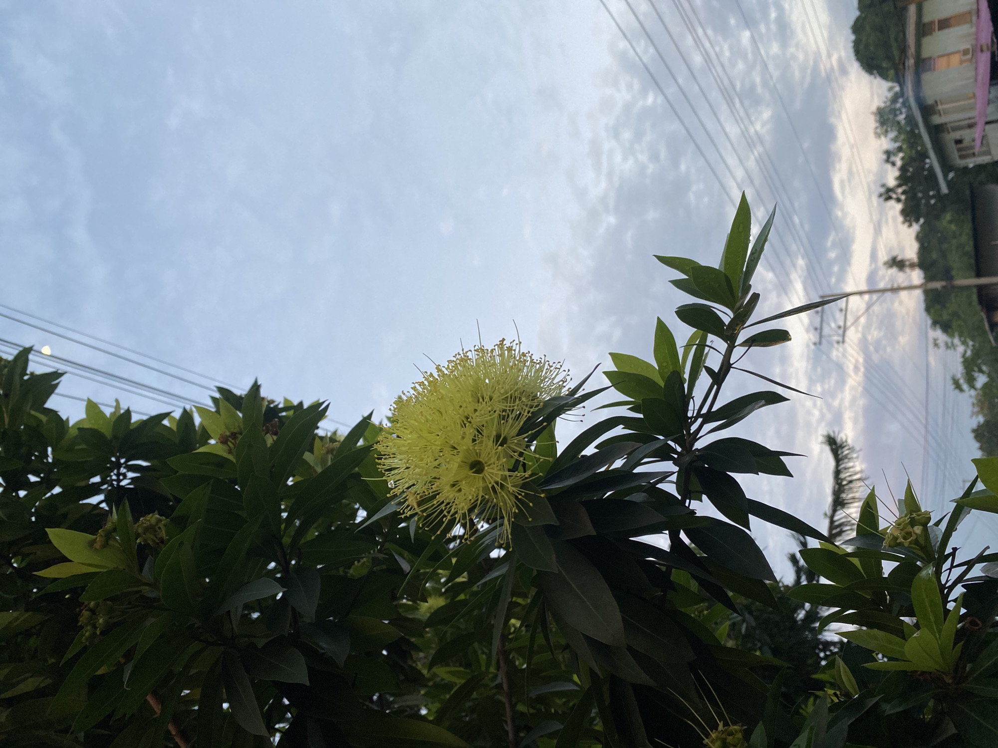 This is a close-up, low-angle outdoor photograph taken in Davao City, Philippines, featuring a yellow flower with delicate stamens blooming on a tree branch. The flower is the primary subject, positioned on the left side of the frame. It is a spherical cluster of thin, bright yellow filaments, each tipped with a small dot. Dark green, glossy leaves surround the flower, some appearing wet with droplets.
In the background, a pale blue sky is filled with thin, wispy clouds. Several power lines stretch across the sky, crossing diagonally from the top left to the bottom right of the image. In the far distance, the silhouette of trees and buildings can be seen, with a light-colored house with visible windows and air conditioning units on the right side of the frame. The overall lighting suggests it is either early morning or late afternoon, with soft, diffused light. The image appears to be taken during the rainy season, as indicated by the water droplets on the leaves.