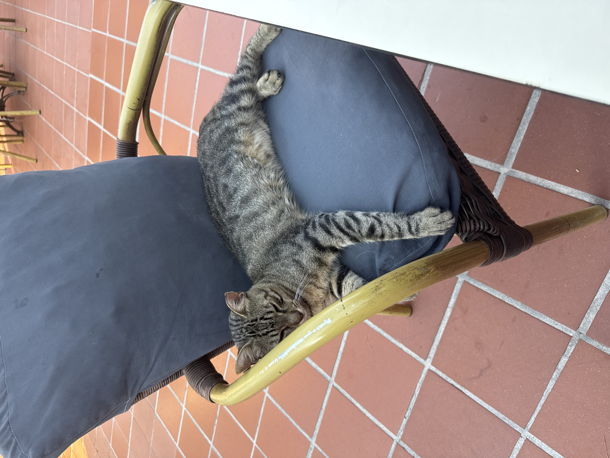 A tabby cat is sleeping on a dark blue cushion on a chair. The chair has a woven base and bamboo arms. The cat is lying on its side with its eyes closed and its paws outstretched. The chair is on a tiled patio, which appears to be outdoors. The tiles are terracotta-colored and laid in a grid pattern. In the background, there are other chairs and tables, suggesting a cafe or restaurant setting. The lighting indicates it is daytime, possibly late afternoon due to the warm, orangey glow on the tiles and chair. The location is Fethiye, Turkey.