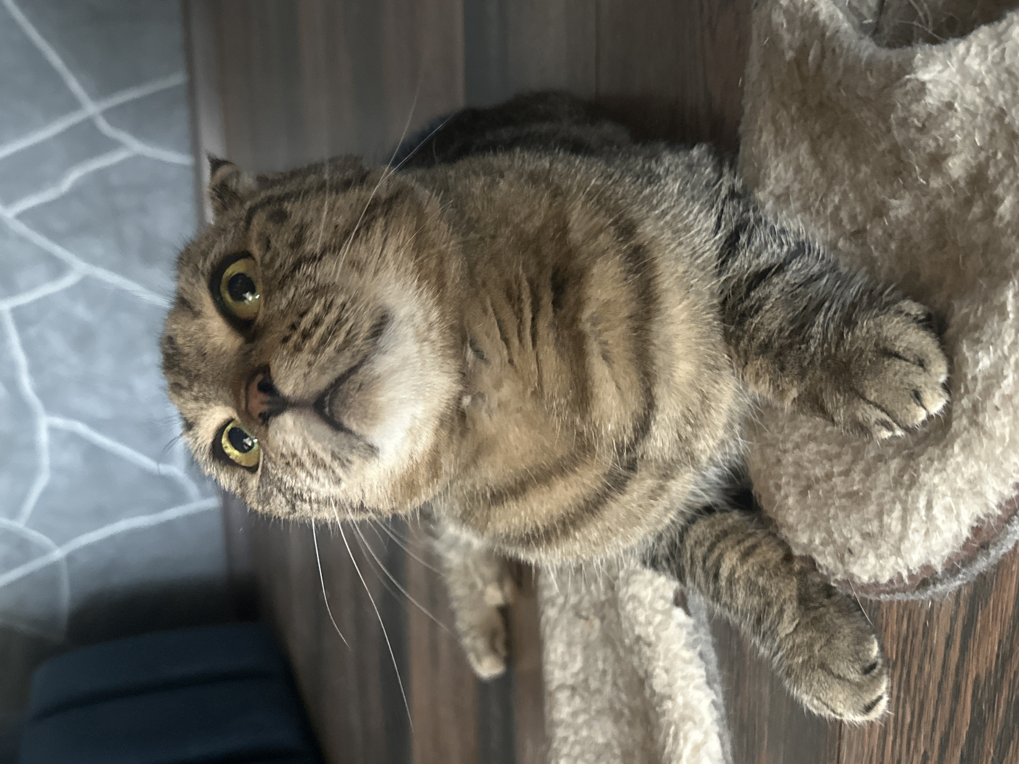 A tabby cat with wide, startled eyes is lying on a fluffy rug in front of a wood-grain floor. The cat's fur is striped brown and black, and its ears are folded back. The background is a wall with a textured gray pattern. The scene appears to be indoors, possibly in a home. The location in Virki, Russia, is not discernible from the image.