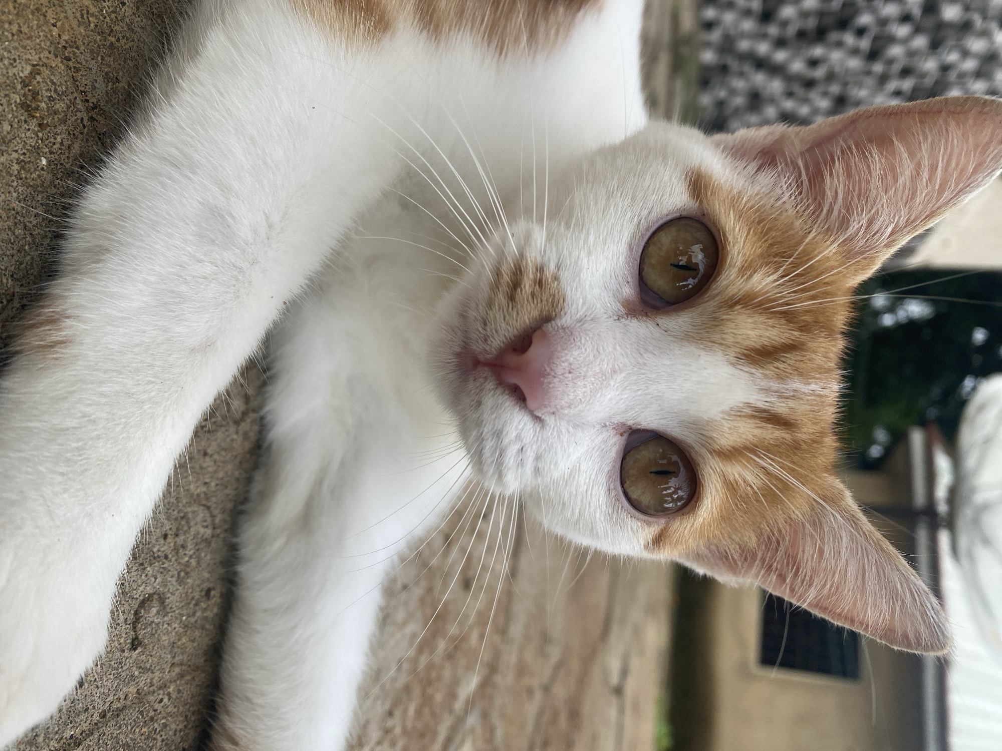 A close-up, eye-level shot shows a ginger and white cat lying on a concrete surface. The cat's head is positioned centrally, facing the camera. Its eyes are wide open, reflecting a dimly lit environment with a dark, vertical object visible in the reflection. The cat's pink nose is slightly moist. Its white whiskers are prominent and spread outwards. The background is out of focus, showing a textured wall on the left and a building with a light-colored roof and a dark window on the right. The concrete surface appears worn. The location is Maigizo, Nigeria.