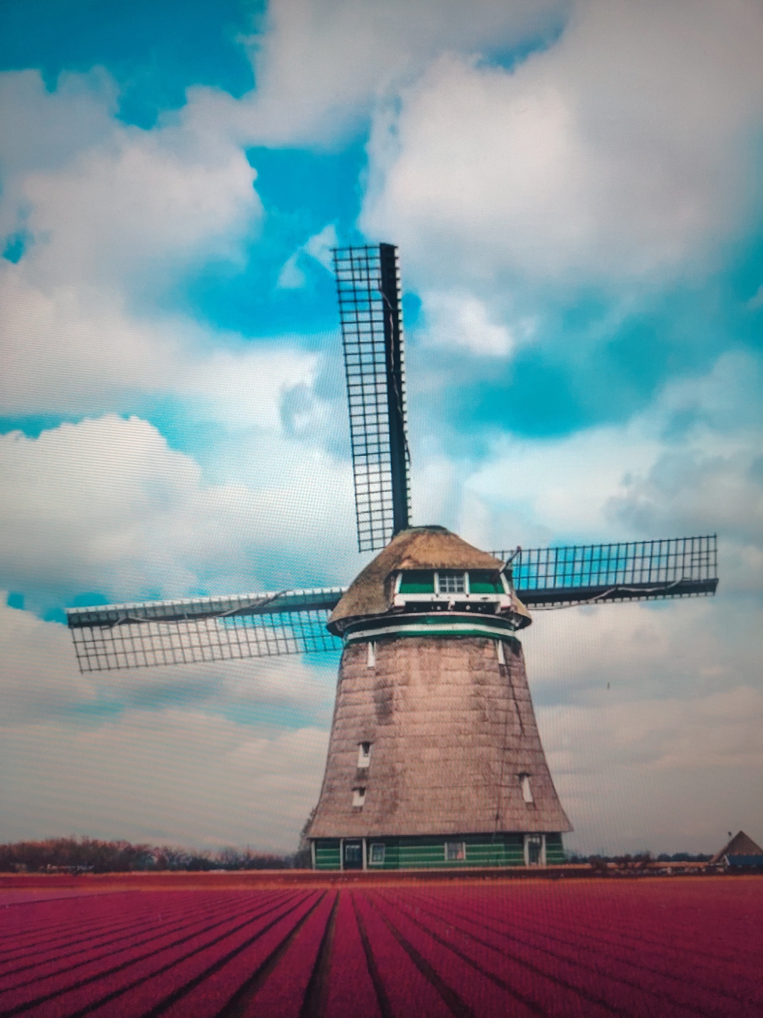 The image depicts a windmill in a field of red tulips under a sky with a mix of white and blue clouds. The windmill is constructed of straw-colored brick, with a thatched roof and green trim. The windmill has four large blades. The field of tulips is vibrant red and arranged in neat rows. In the background, there's a treeline and what appears to be another small building to the right of the windmill. The location is in the city of Unknown, Unknown.