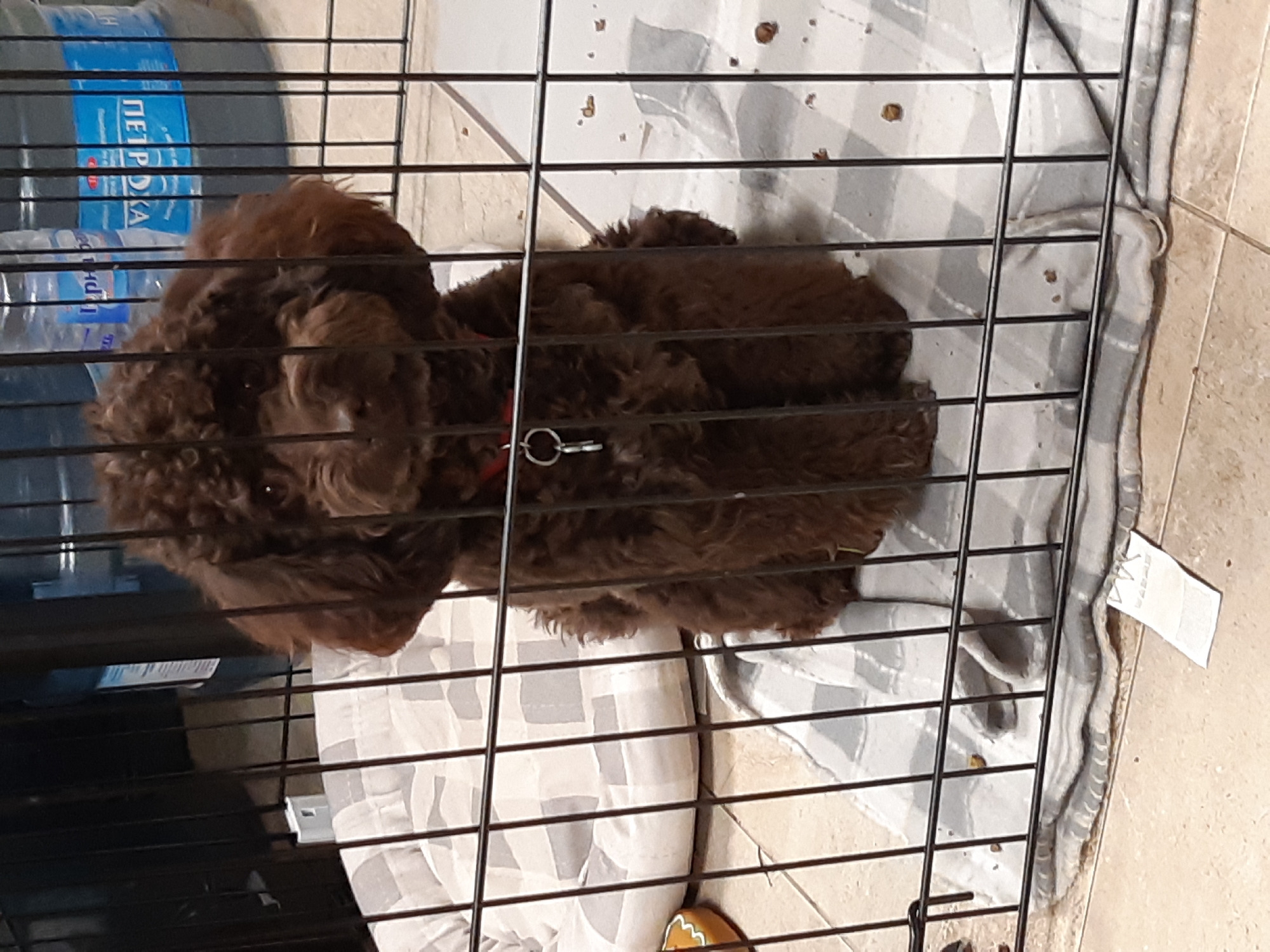 A medium-sized, brown, curly-haired dog is inside a wire crate. The crate contains a patterned blanket or sheet. A bottle of water is visible outside the crate. The location is impossible to determine with provided information.