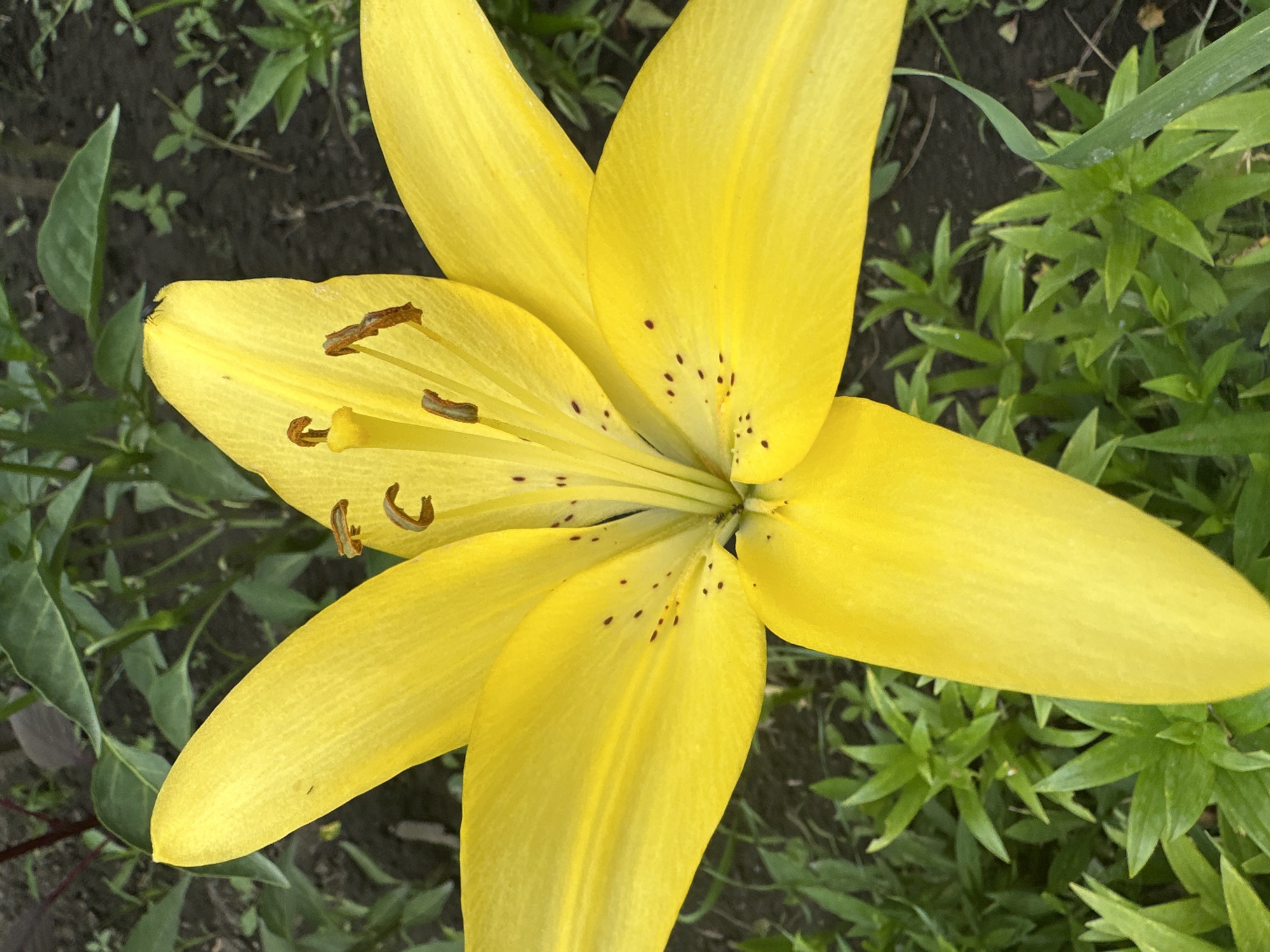 A close-up, high-angle shot shows a vibrant yellow lily bloom in full splendor. The lily's six petals are wide and gracefully unfurled, revealing the flower's stamen and pistil at its center. The stamens, tipped with brown anthers, stand tall, and the pistil, a lighter shade of yellow, is slightly curved. Speckles of dark brown dot the inner surfaces of the petals, adding texture and depth to the bloom. Surrounding the flower is a bed of lush green foliage, with darker green leaves and stems visible in the background, suggesting a natural, outdoor setting. The soil appears dark and moist, hinting at recent watering or a humid environment. The overall impression is one of natural beauty and a focus on the intricate details of the lily. There are no people or specific landmarks that would indicate a location within the city of Târgu Neamț, Romania.