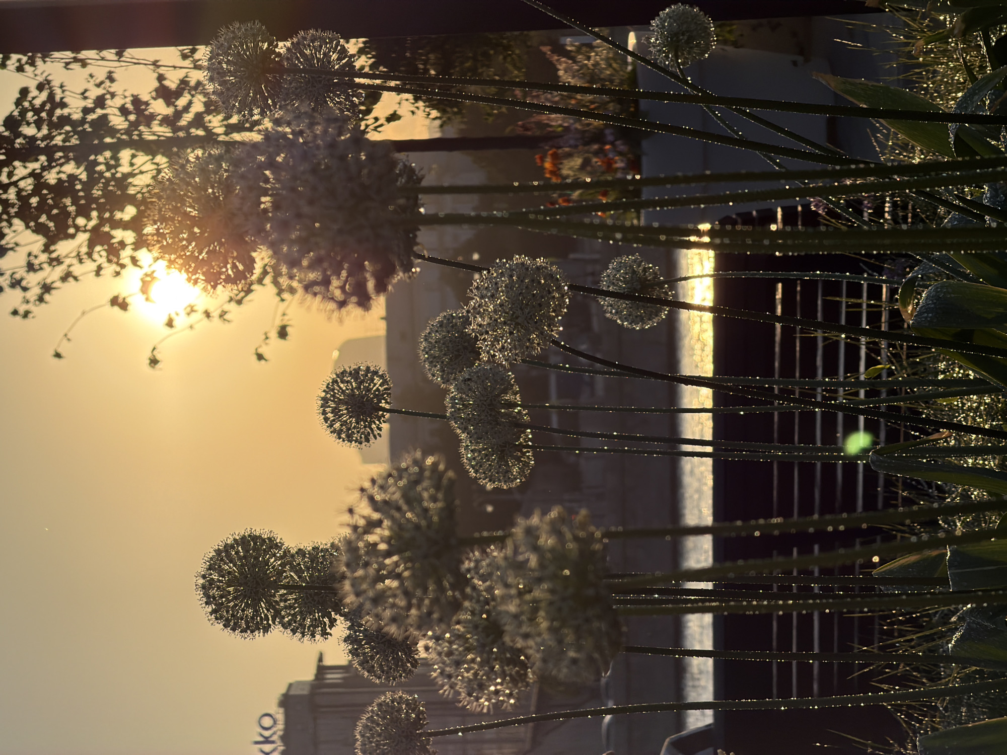 The image captures a view in Moscow, Russia at dawn. The sun, low on the horizon, casts a golden light through ornamental allium flowers, creating silhouettes and highlights. The stems of the flowers, covered in dew droplets, add a sparkling effect. In the background, building architecture is visible. The image is taken from a low angle, emphasizing the height and structure of the flowers against the cityscape.