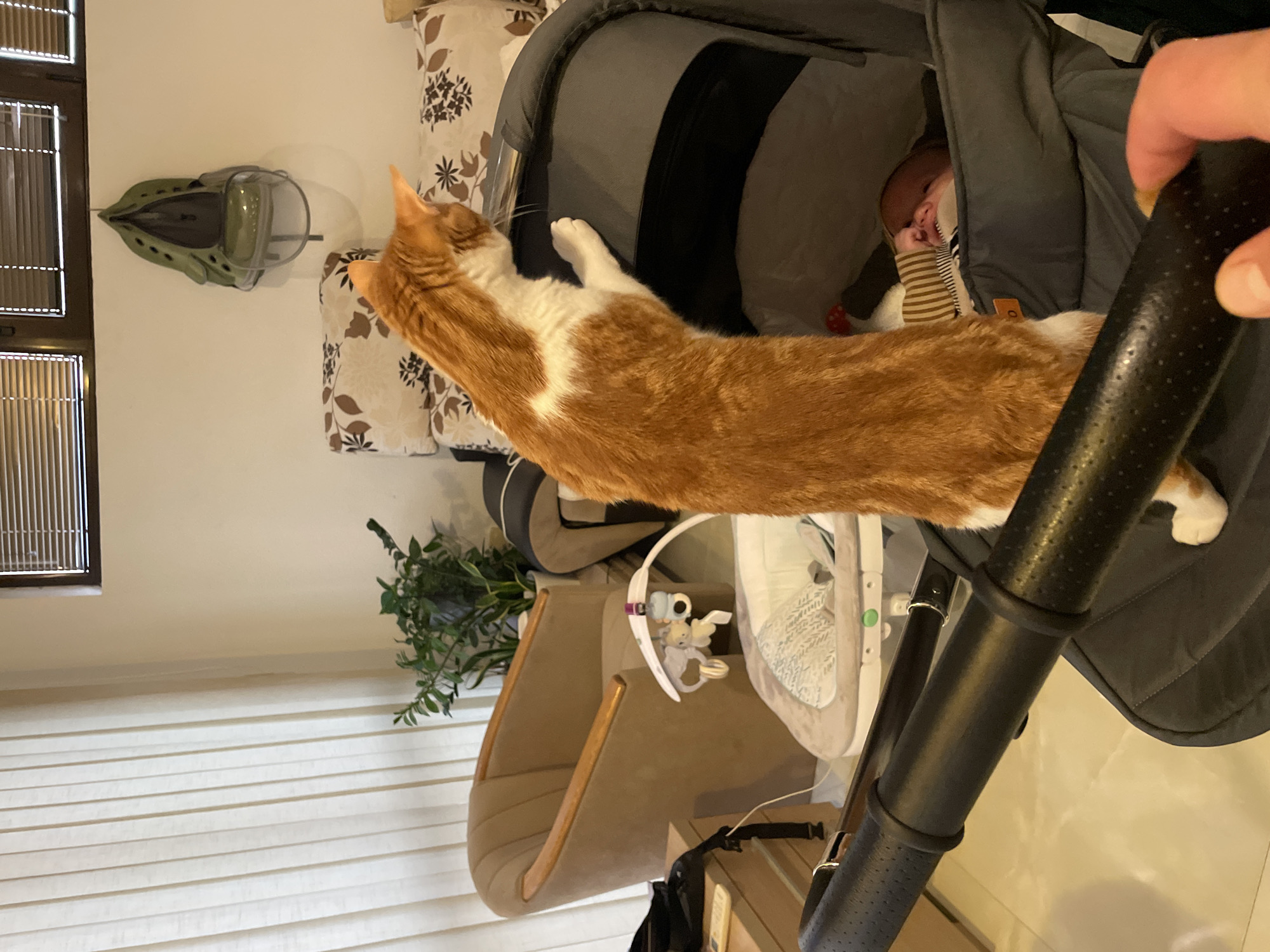 The image depicts an interior scene, possibly a residence. A red and white cat is positioned on a grey baby stroller or pram, with a baby partially visible inside. To the left, there's a window covered with blinds. A piece of furniture and a decorative wall-mounted item, possibly a baby item, are visible on the wall. Below, there is a chair with a small plant next to it. The image does not depict anything specific to the city of Bar, Montenegro.