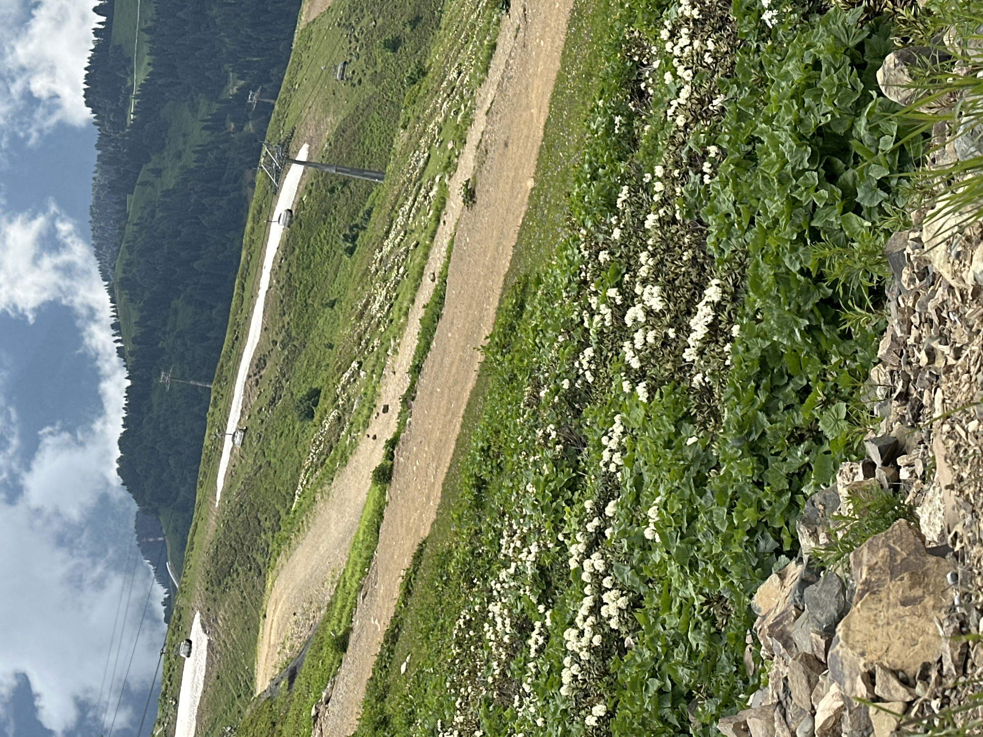 This is a high-angle, full shot of a mountainous area in Estosadok, Russia, with a cable car system visible. The foreground is dominated by green foliage and white flowers, with scattered rocks and boulders. A dirt path winds up the mountainside, flanked by green grass and patches of snow. Further up, the cable car towers and cabins are visible against the backdrop of a dense, dark green forest that covers the upper slopes of the mountain. The sky above is cloudy with patches of blue. The scene depicts a summer day in a mountain resort area, likely during or just after the snowmelt season.