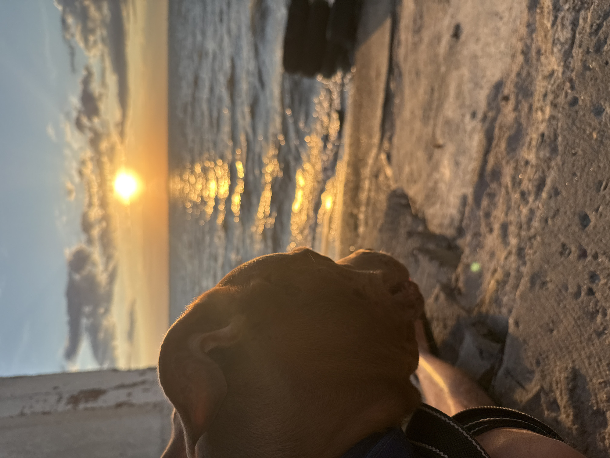 An outdoor, close-up, eye-level, sideways shot focuses on the profile of a brown pit bull puppy's head as it looks out over the sea at sunset. The puppy's head is in the lower left quadrant of the frame, with its body out of frame to the left. The puppy's ears are perked up. It appears to be wearing a blue collar. The puppy is resting on what looks like a concrete surface, with a person's arm visible behind the puppy, also resting on the concrete. The background consists of the sea and sky. The sun, a bright orb, is visible in the upper center of the frame, low on the horizon, casting a shimmering, golden reflection on the choppy water. The sky is a mix of pale blue and orange hues, with scattered clouds. In the mid-ground, to the right of the frame, a stack of dark, round objects, possibly tires, are partially submerged in the water near the shore. The shore itself appears to be made of concrete or rocks. The overall scene suggests a serene moment at the end of the day. This scene is consistent with the coastal landscape of Zatoka, Ukraine, which is known for its beaches and Black Sea views.