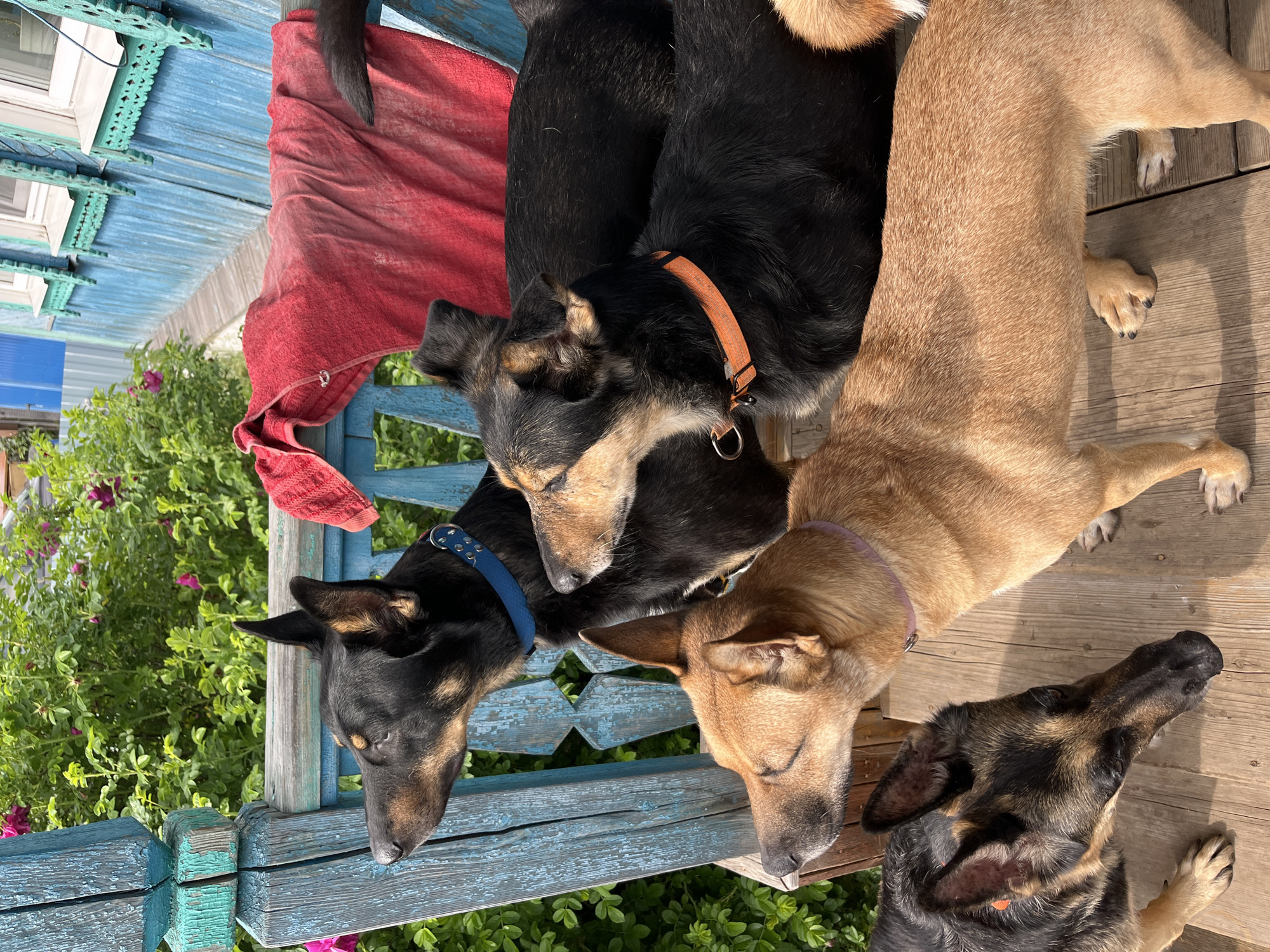 Four dogs are on a wooden porch in front of a blue wooden house with white-trimmed windows. The porch railing is also blue and appears weathered. Lush green foliage with pink flowers is visible behind the porch. The dog in the foreground on the left is a German Shepherd mix with black, tan, and gray fur. To its right is a tan-colored dog with a purple collar, facing left. Behind these two dogs, and slightly to the left, is a black dog with tan markings on its face and ears, wearing a blue collar. To the right of the black dog and behind the tan dog is another black dog with an orange collar, partially obscured. A red towel is draped over the porch railing. The scene suggests a warm, sunny day in a residential area.