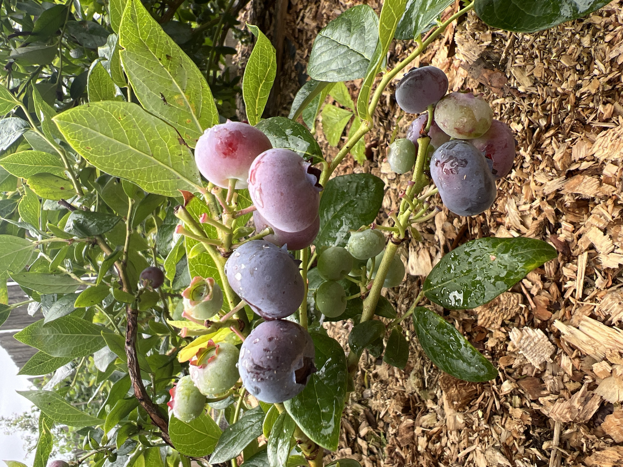 A close-up, eye-level shot captures a branch of a blueberry bush laden with ripe and ripening berries, set against a backdrop of green leaves and a cloudy sky. The berries display a gradient of colors, from unripe green to pink and deep purple, many speckled with water droplets, suggesting recent rain. The bush is situated outdoors, with a ground cover of wood chips visible at the bottom of the frame. A blurred wooden fence is discernible in the far background. The scene is devoid of any people or animals. The location is the village of Бучацінскі сельскі Савет, Belarus.