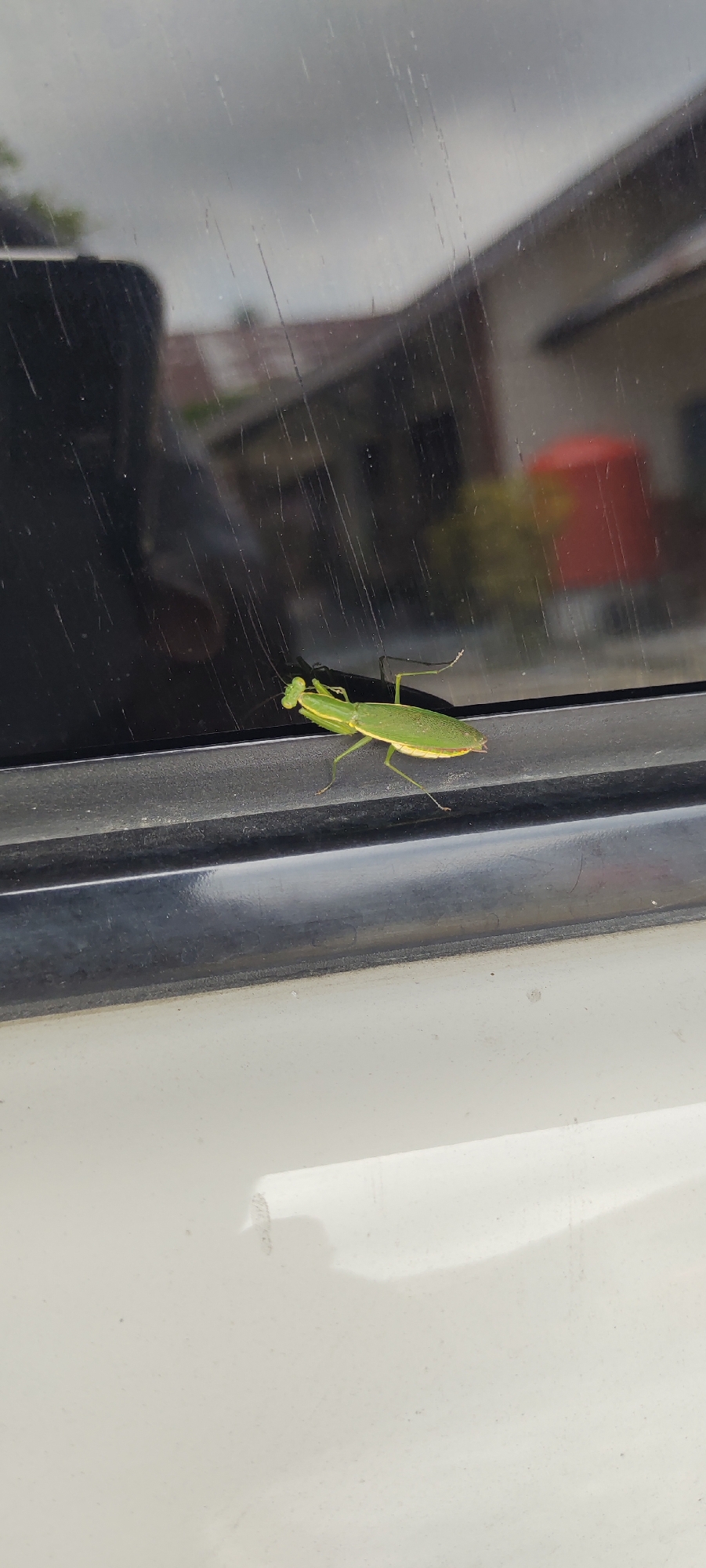A light green praying mantis is perched on the black frame of a window. The mantis is oriented horizontally, facing left, with its front legs raised in a characteristic predatory posture. Its body is elongated, with visible segmented legs and antennae. Behind the mantis, the window reflects a cloudy sky and the muted colors of buildings, suggesting an outdoor environment. The window appears to be part of a building or vehicle. The lower portion of the image shows a white surface, possibly the exterior of a car or building, with some shadows and reflections. The scene is observed outdoors during the daytime, indicated by the bright lighting and shadows.