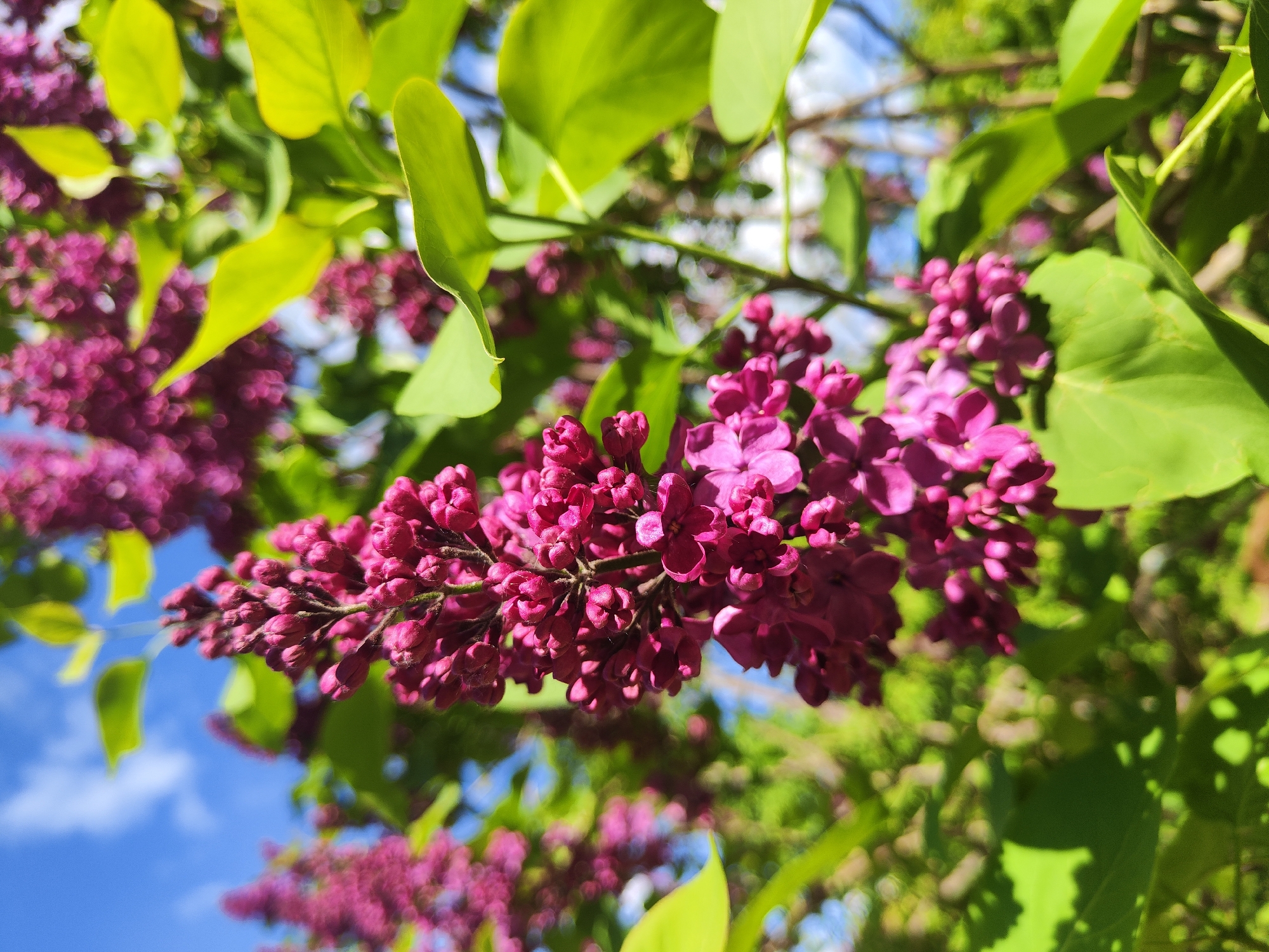 The image shows a close-up view of a flowering lilac bush. The blossoms are a deep reddish-purple color, with some individual flowers open and others still in bud. Green leaves are interspersed with the blossoms. In the background, the sky is visible, a pale blue with some white clouds. The location is identified as the city of Pushkin, Russia. There are no people visible in the image.