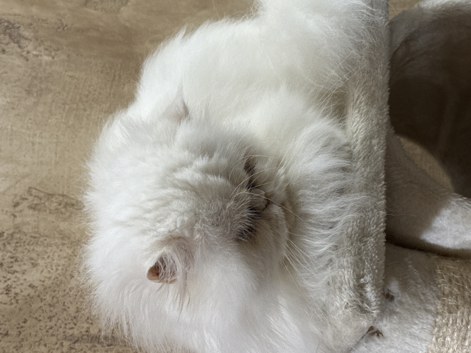 A close-up captures a fluffy, white cat resting on what appears to be a textured, light-colored surface that could be a bed or sofa. Part of a folded white towel or blanket is near the cat, seemingly providing it with additional comfort. No immediate clues suggest a specific location in Burgas, Bulgaria.