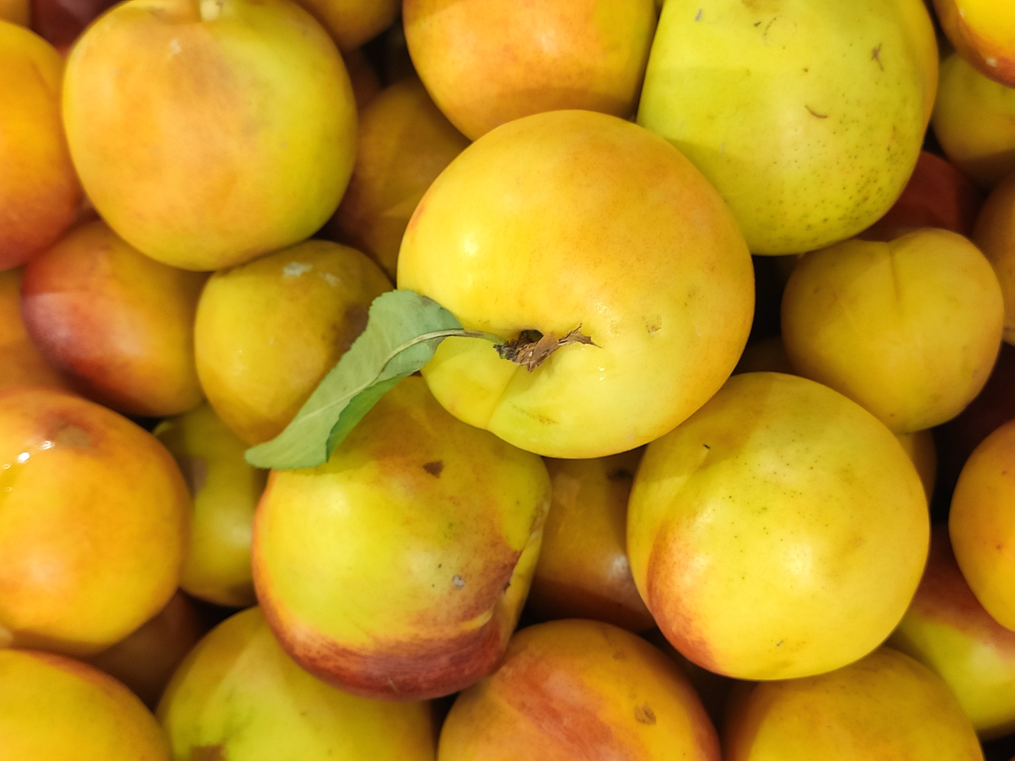 A close-up, overhead shot showcases a vibrant pile of ripe apricots. The fruits are predominantly yellow with hints of red blush and display a smooth, slightly glossy skin. Some apricots are perfectly round, while others have a more elongated shape. A single green leaf, detached from its stem, rests partially on one of the fruits, adding a touch of natural contrast. The overall impression is one of abundance and freshness, suggesting a market stall or a home garden harvest. The image does not contain any contextual information about the city of Tashkent, Uzbekistan, or any people, actions, or interactions.