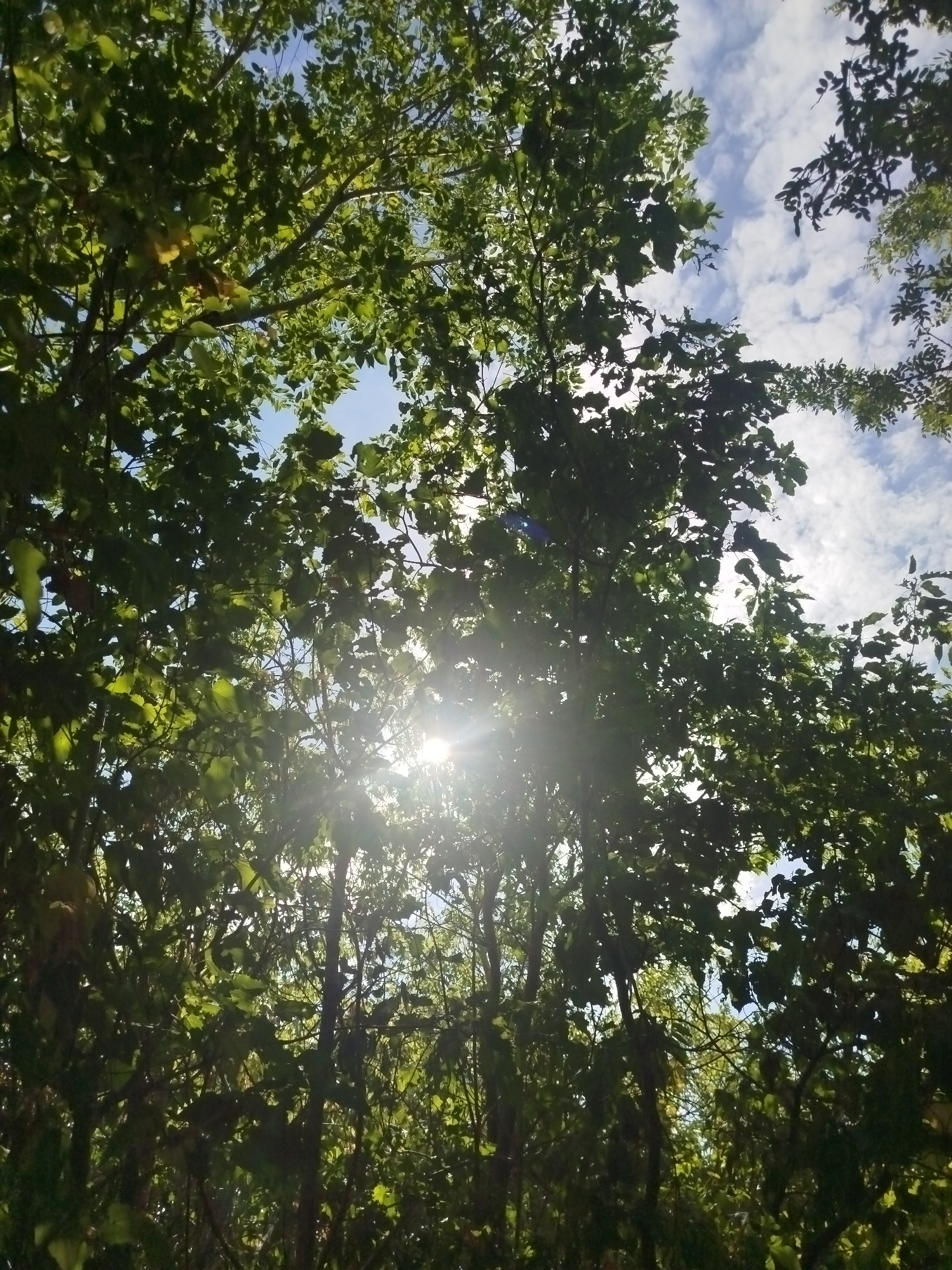 The image is a low-angle shot looking up through the canopy of trees in a natural environment. The leaves are lush and green, with sunlight filtering through them, creating lens flares and dappled light effects. Some white, fluffy clouds are visible in the bright blue sky between the branches. The scene appears to be outdoors, possibly a park or a wooded area, with no visible human presence or structures. The overall impression is one of natural beauty and a sunny day.