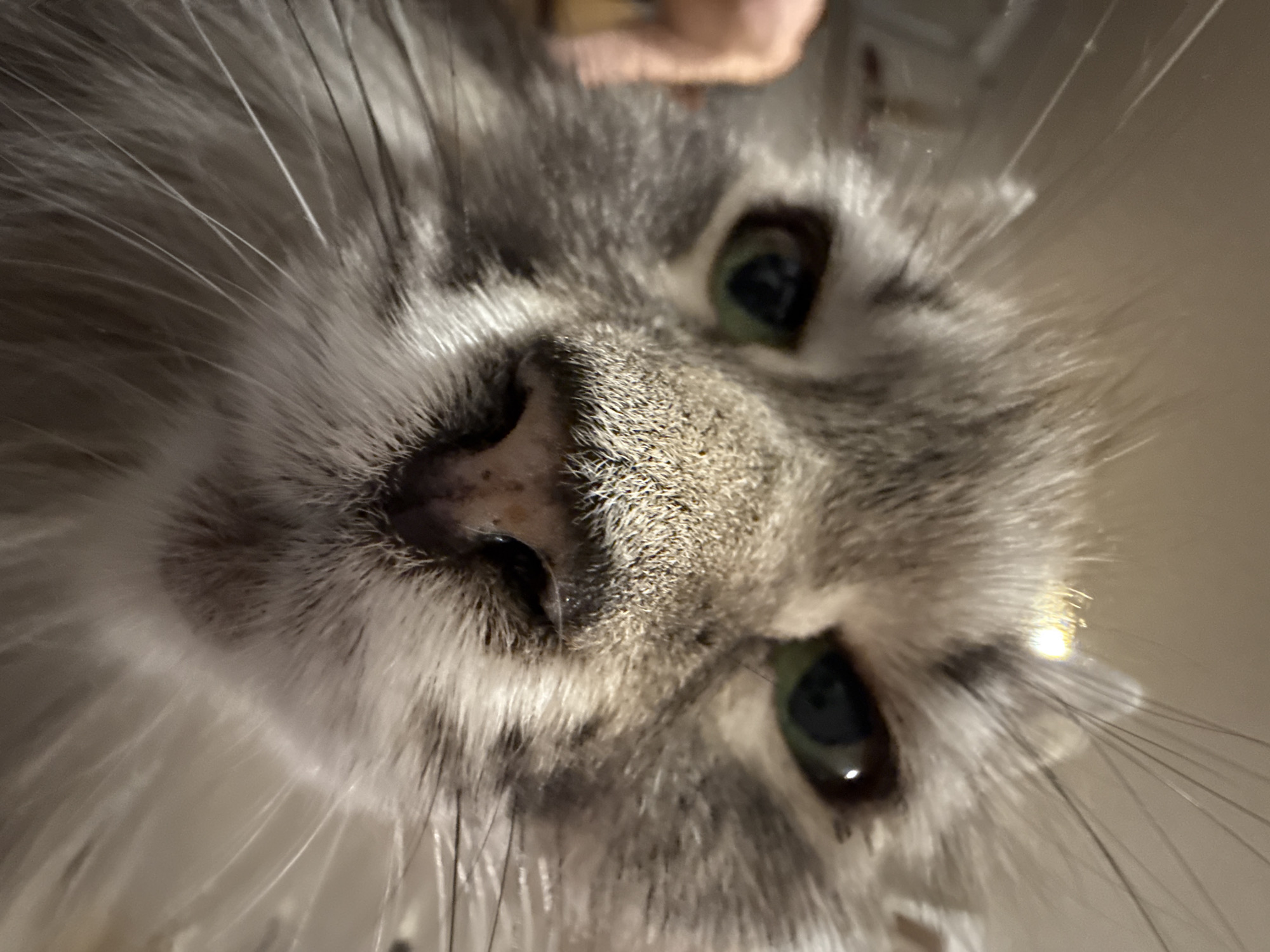 This is an extreme close-up, first-person perspective shot of a gray and white long-haired cat's face. The cat's wet nose is in sharp focus, with detailed textures of the fur and whiskers surrounding it. The cat's green eyes are visible, with one eye slightly more in focus than the other, reflecting light. A blurred human hand is visible in the upper left portion of the frame. The background appears to be a dimly lit, neutral-colored wall or ceiling. The image was taken indoors, with no discernible city or location information.