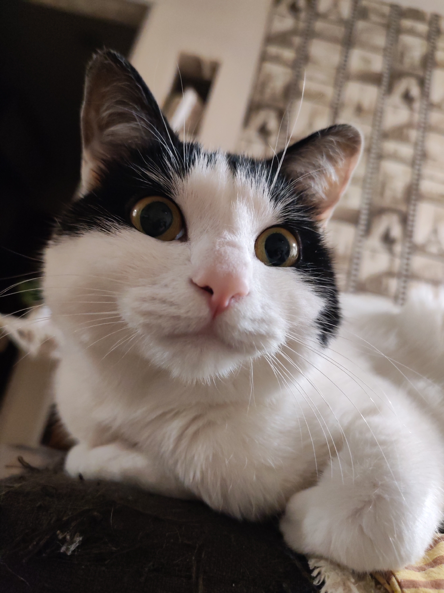 A close-up shot features a black and white cat with large, round golden eyes and a pink nose. The cat's head is centered in the frame. The cat appears to be sitting or lying down, with a paw visible in the lower right corner. The background is slightly blurred and appears to be an interior setting with patterned walls. There is no information to confirm that the image was taken in Chaikovsky, Russia.