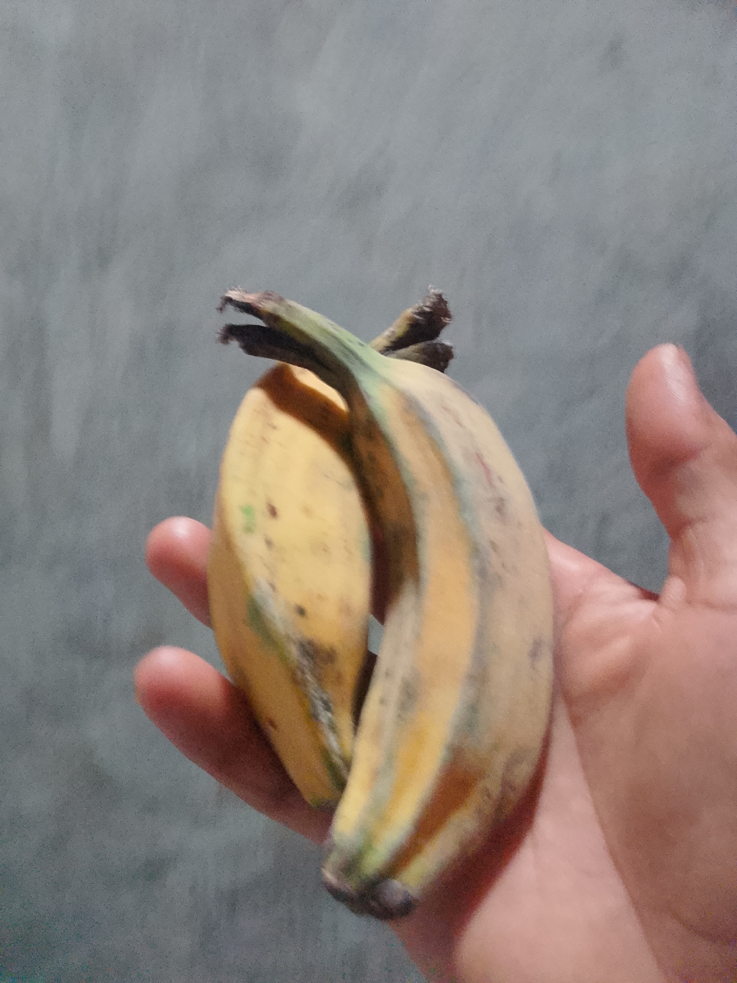 A close-up, slightly blurred image shows a person's hand holding two bananas against a grey, textured wall. The bananas are yellow with some green and brown markings, appearing to be slightly overripe. The hand is positioned in the lower right quadrant of the frame, gently cradling the fruit. The background is a plain, solid grey, indicating an indoor or sheltered outdoor environment, possibly in Tanggungan, Indonesia, given the context. The lighting is soft, creating minimal shadows.
