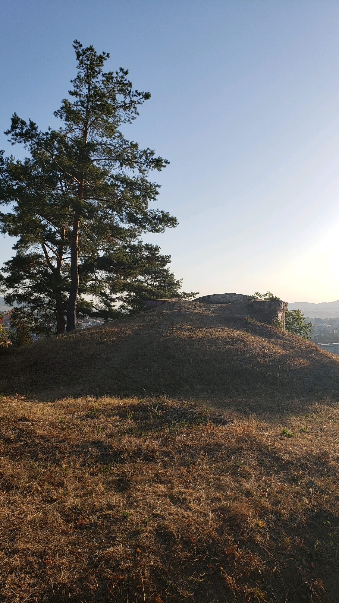 The image depicts a sunlit hill with dry grass in the foreground. On the left, a tall evergreen tree stands prominently. Towards the right, a bunker, likely from World War II, is situated on the crest of the hill. The background reveals a cityscape and a hazy mountainous horizon, characteristic of the city of Prešov, Slovakia. The sky is clear and blue, with the sun casting long shadows, suggesting it is either early morning or late afternoon. There are no people or animals visible in the frame.
