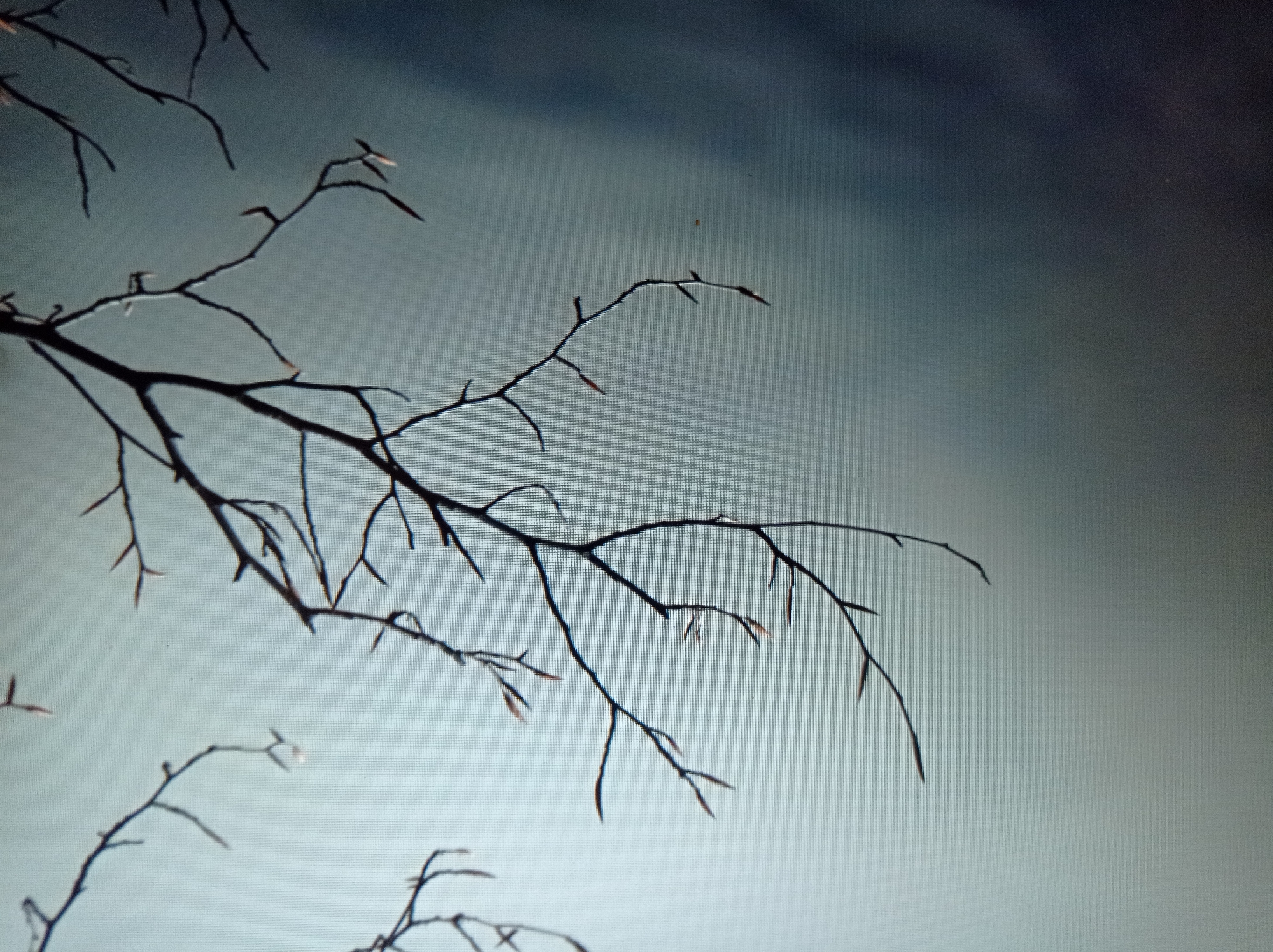 The image shows bare tree branches with small buds against a foggy, gradient background that transitions from light grey at the top to dark grey at the bottom. The branches are silhouetted and appear to be in the foreground, with more distant branches faintly visible. There are no people or specific objects depicted. The environment is indistinct due to the fog, suggesting an outdoor setting, possibly in a park or natural area. The image does not contain information about the city of Mukachevo, Ukraine.