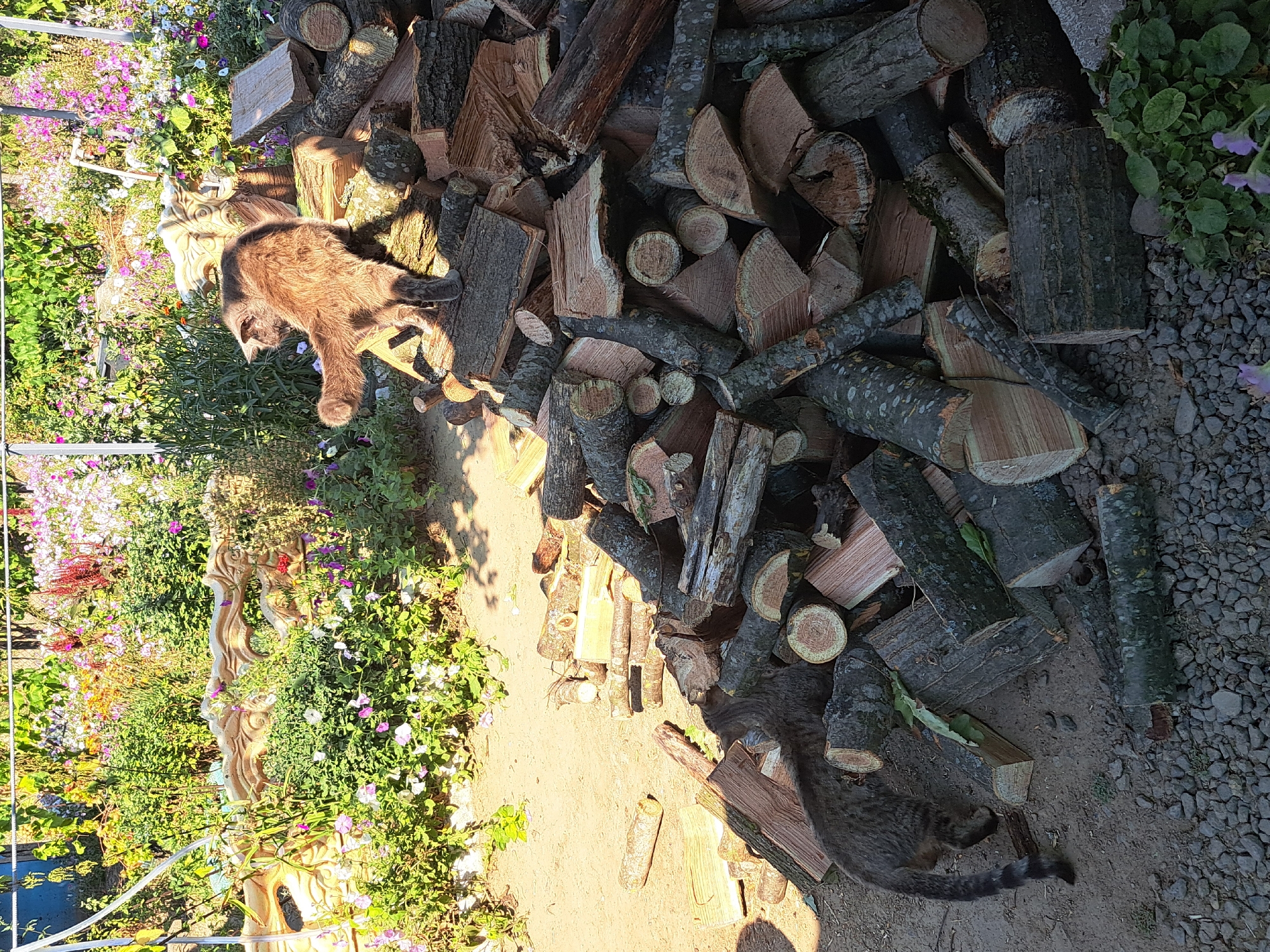 In Vypasne, Ukraine, on a sunny day, two cats are near a pile of chopped firewood in a backyard garden. The garden features a variety of blooming flowers, including purple and white petunias, and is bordered by a decorative, carved concrete fence. One cat, a long-haired tabby, is positioned on top of the woodpile, looking to the left with its tail raised. The second cat, a short-haired tabby, is on the ground to the left of the woodpile, facing away from the camera and walking towards the left. The ground is a mixture of dirt and gravel. The firewood consists of logs of various sizes and thicknesses, some with bark still attached. The scene captures a moment of outdoor activity for the cats in a cultivated garden setting.