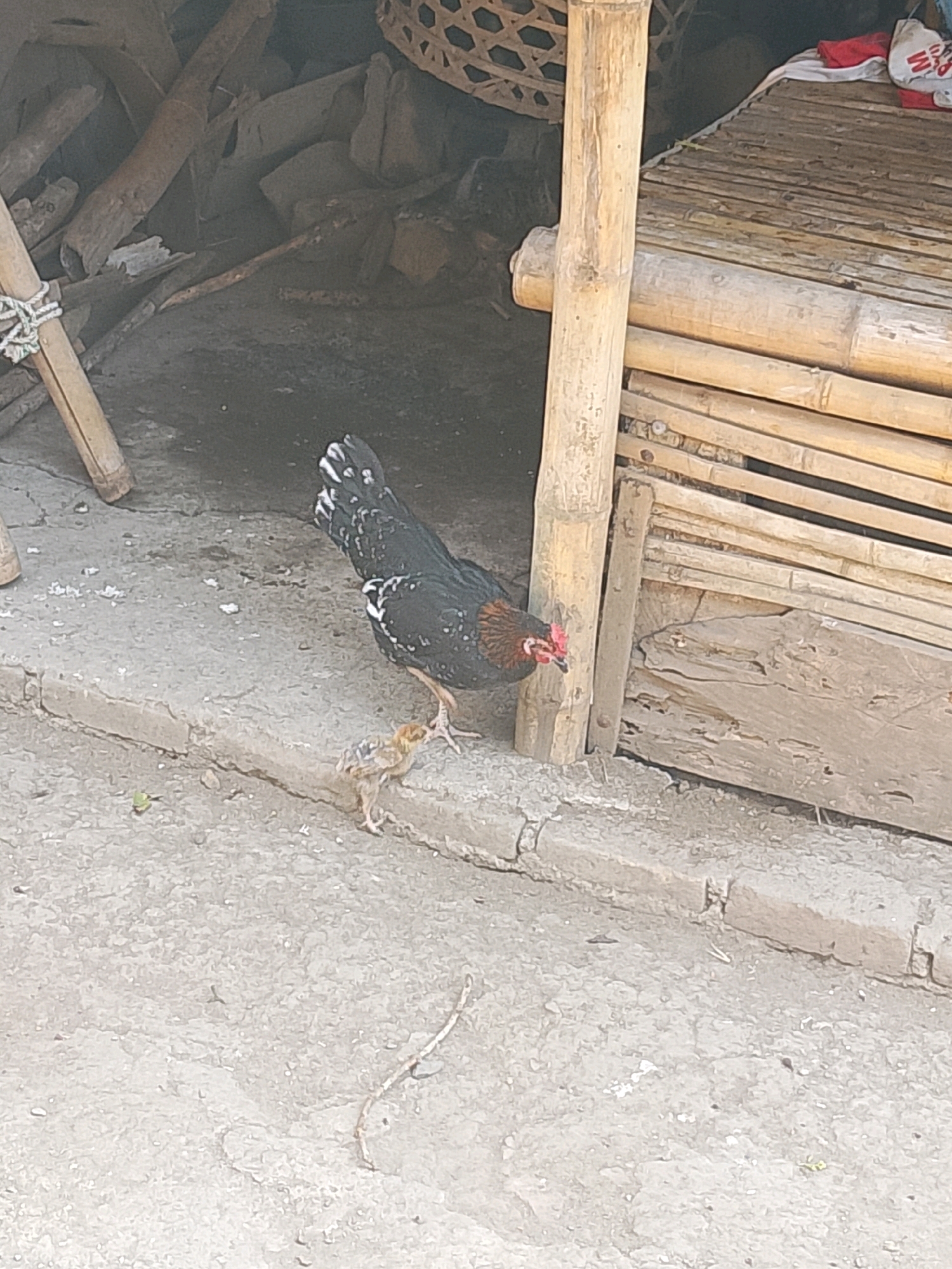 An adult hen with black, white, and reddish-brown plumage stands on a concrete surface next to a small, light brown chick. The hen is facing left, with its head turned towards the chick. The chick is facing left as well, positioned slightly in front of the hen. Behind them is a structure made of bamboo, and to the left, there are stacked pieces of wood and bamboo. The scene appears to be outdoors.
