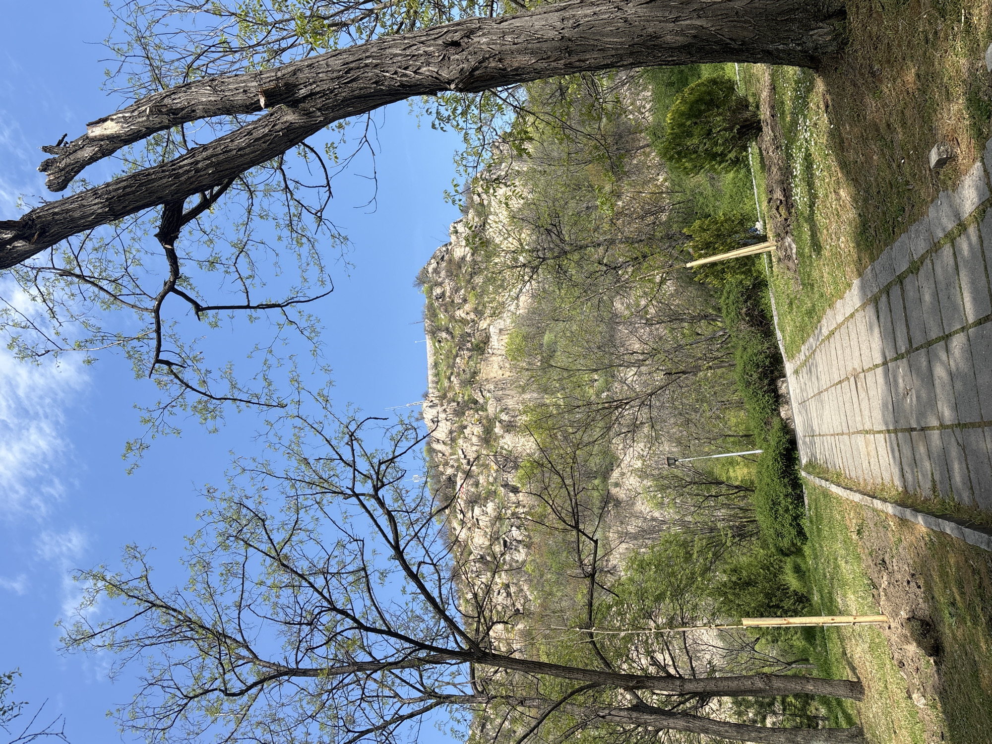 This image presents a serene outdoor landscape, likely captured in Plovdiv, Bulgaria, during the daytime in early spring. The scene is dominated by a large, rugged rocky hill or mountain under a clear, bright blue sky with a few wispy white clouds.
In the foreground, a paved stone pathway, composed of rectangular pavers, runs along the right side of the frame. To the left of the path, there's a grassy area with some visible soil, where two slender, light-colored wooden poles are planted vertically. Several tree branches, thick with textured bark and adorned with nascent, light green leaves, extend across the upper and left portions of the image, partially framing the view and suggesting the transition from winter to spring.
Beyond the grassy area, a line of dense green bushes and trees with developing foliage forms a natural boundary, separating the foreground from the base of the rocky hill. The hill itself is a prominent feature, displaying exposed rock faces in shades of grey and brown, interspersed with sparse patches of green vegetation clinging to its surface. On the distant summit of the hill, faint outlines of man-made structures, possibly a communication tower or building, are discernible, along with some visible wires. A streetlamp can also be seen in the mid-ground near the path.
The image depicts a tranquil, natural setting, possibly a park or hiking area, devoid of people or specific activities. The bright daylight illuminates the scene, enhancing the clear weather conditions and emphasizing the emerging spring growth. No visible text is present in the media file.