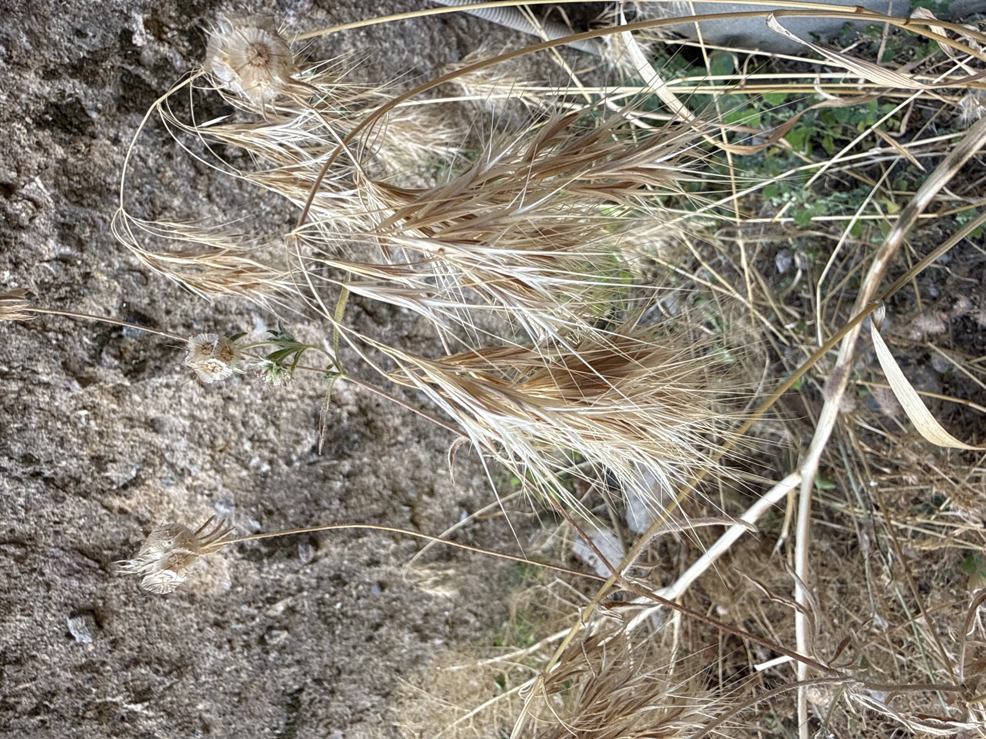 The image shows a close-up view of dried wild grasses with feathery seed heads, set against a rough, textured stone wall. The grasses are predominantly light brown and beige, with some stalks bending and arching, creating a sense of movement. A few smaller, lighter-colored seed heads are visible amongst the larger ones, and some greenery peeks through from behind the dry vegetation. The stone wall is a dull gray and appears weathered, with small pebbles and irregularities on its surface. The scene is dry and appears to be in an outdoor environment. The location is specified as Goght, Armenia. There are no people or animals visible in the image.