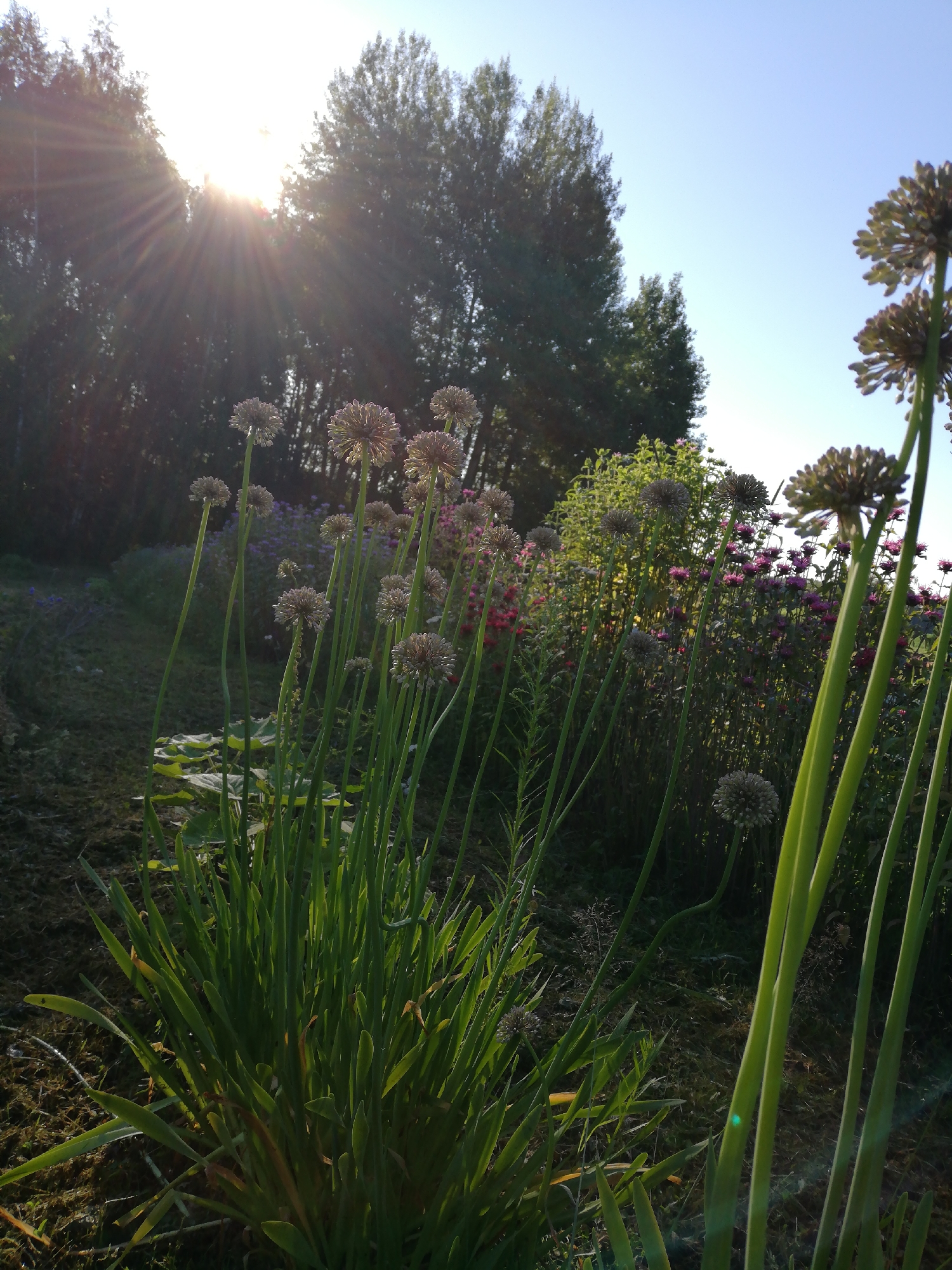 The image captures a sunlit garden with tall, green plants featuring spherical, greyish flower heads in the foreground. In the background, a dense line of dark green trees is visible against a clear blue sky. Sunlight streams through the trees, creating visible rays and illuminating the garden. A patch of mowed grass is present to the left of the plants. The location is identified as Новапагосцкі сельскі Савет, Belarus. There are no people or animals visible in the image.