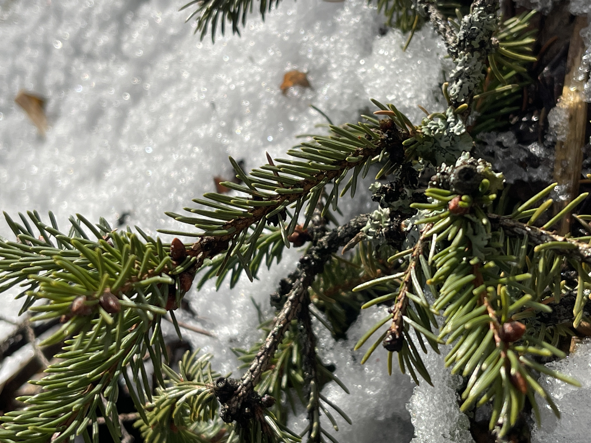 A close-up shot depicts coniferous branches partially covered in snow. The needles are green and healthy-looking. The branches are dark brown and gnarled, with some covered in grey-green lichen. Patches of snow are visible in the background, with light refracting through the ice crystals. A dead leaf is visible on the snow. There are no people visible in the scene. The location of the image is unknown, as is whether it was taken in Zhigalki, Russia.