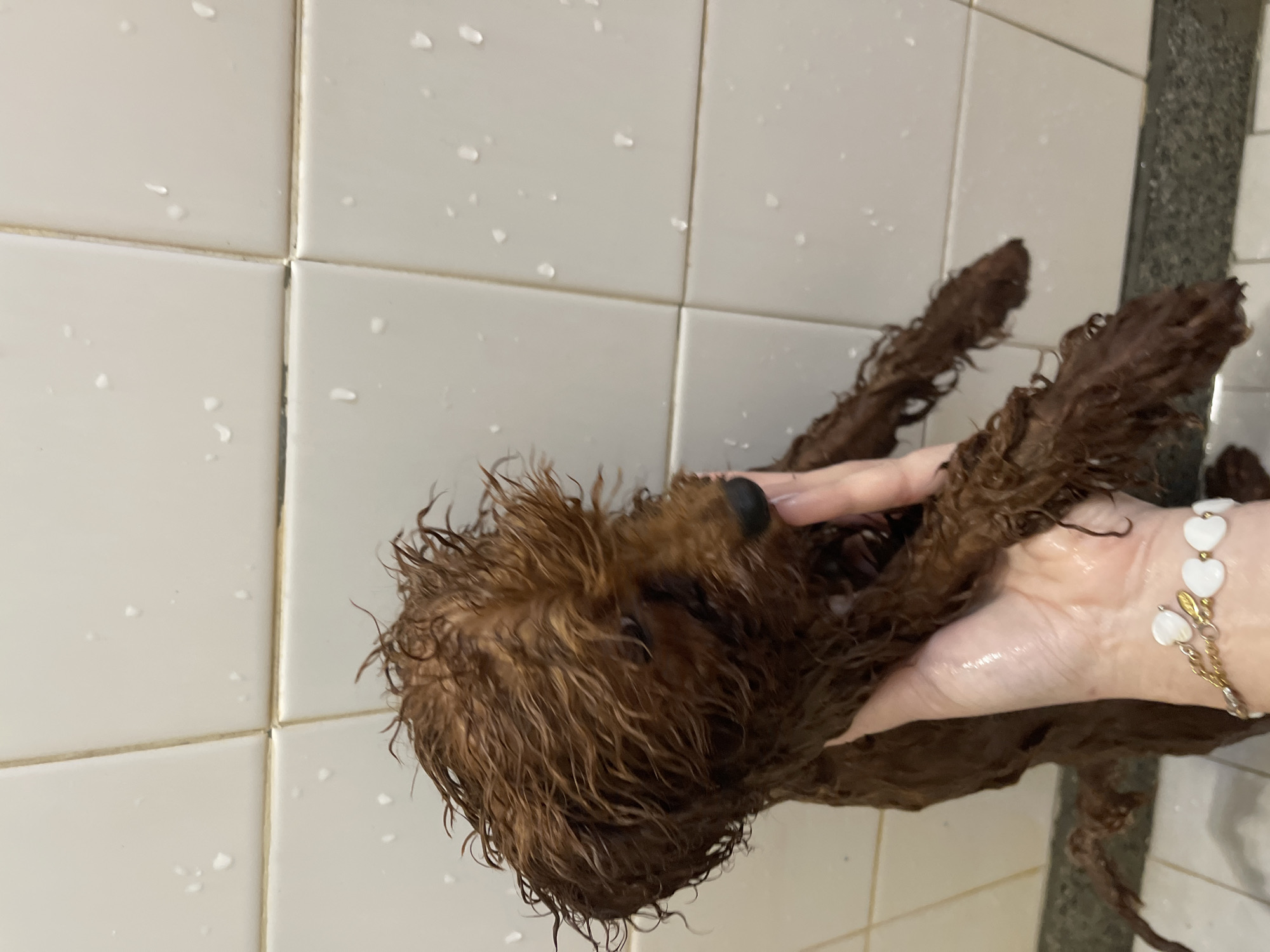 A close-up, slightly tilted shot shows a wet, brown poodle held in a person's hands in a bathroom setting. The background consists of white, tiled walls with water droplets. The person's hands are visible, with a white and gold heart-shaped bracelet on their wrist. The poodle's fur is matted and wet, clinging to its body. The scene is indoors, likely in a domestic bathroom. There is no indication of the location being in Sofia, Bulgaria or any specific city.