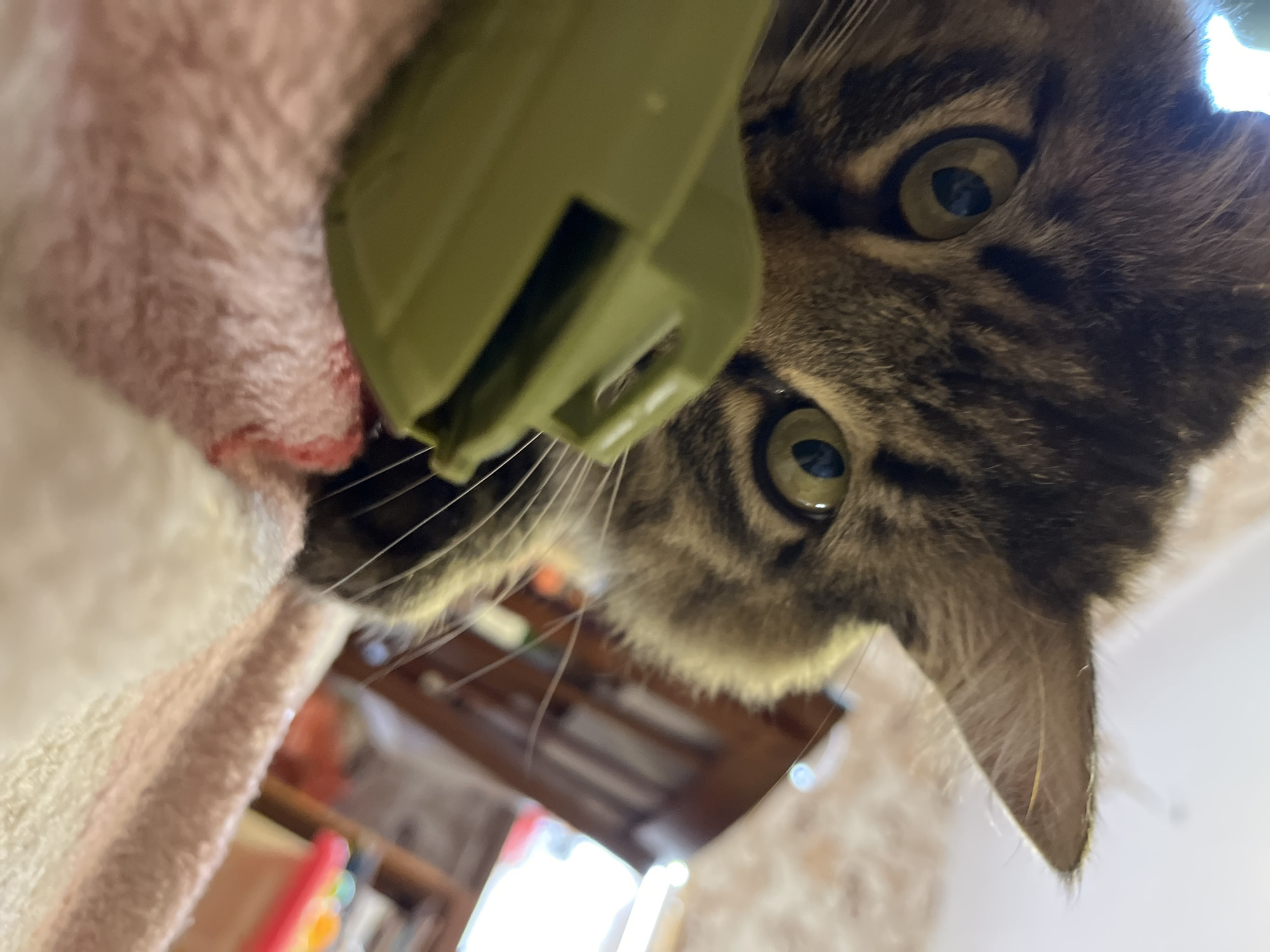 In a domestic setting, a tabby cat with green eyes is captured in a close-up, low-angle shot. The cat is partially obscured by a green plastic object, possibly a toy. The cat's fur is a mix of brown, black, and white stripes. The background features a pink and white textured surface, likely a blanket or rug. Further in the background, a wooden cabinet and blurred shelves can be seen, suggesting a home interior. There is no indication of the city of Krasnyye Barrikady, Russia, in the image.