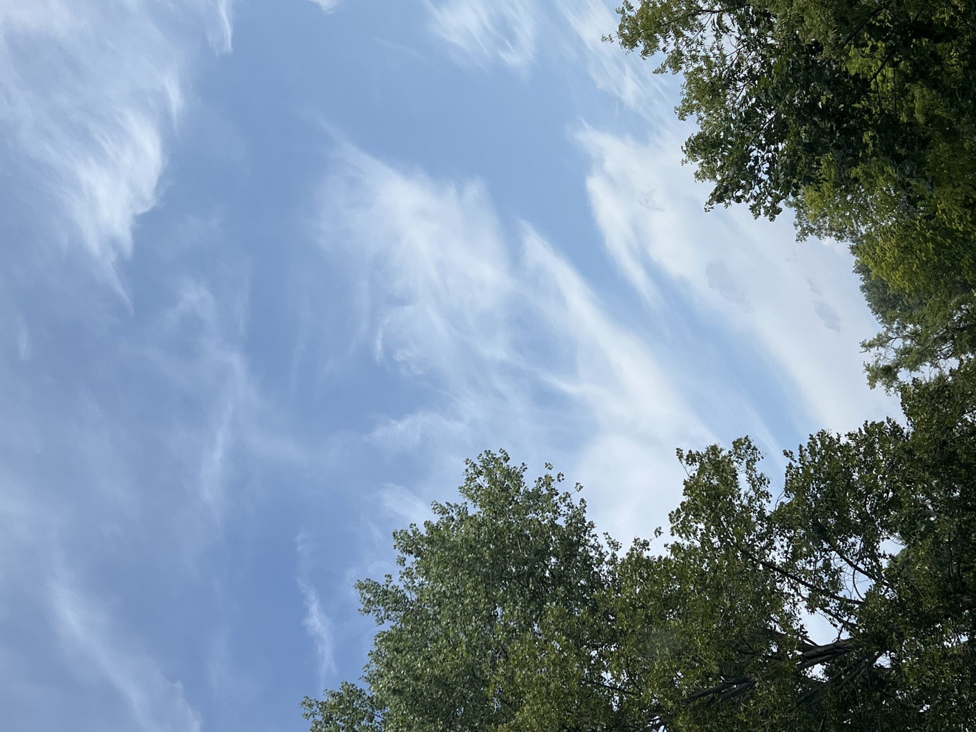 The image captures a sky scene with wispy white clouds against a pale blue sky. The lower portion of the frame is dominated by the dark green foliage of trees on the left and right sides. The trees appear to be deciduous and are in full leaf, suggesting a warm season. The lighting indicates it is daytime, likely late morning or afternoon, with the sun illuminating the sky from above. The photograph was taken outdoors, looking upwards. No people, specific landmarks, or urban structures are visible in this frame, making it impossible to determine a specific location within Warsaw, Poland, or any other city. The composition is centered on the interplay between the sky and the tree canopy.