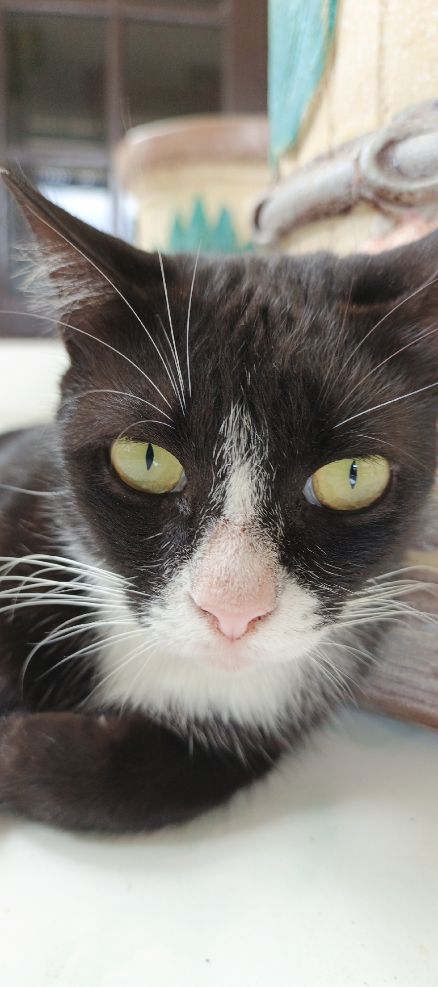 A close-up, eye-level, vertical shot captures the face of a black and white domestic cat with striking yellow-green eyes. The cat's fur is primarily black with a white blaze extending from its nose up between its eyes and onto its forehead. White whiskers fan out from its muzzle, and white fur is visible around its nose and chin. Its nose is a soft pink. The background is blurred, showing hints of what appear to be decorative elements and possibly a windowsill or ledge. The overall impression is one of a direct, unblinking stare. The image was taken in Moyudan, Indonesia.
