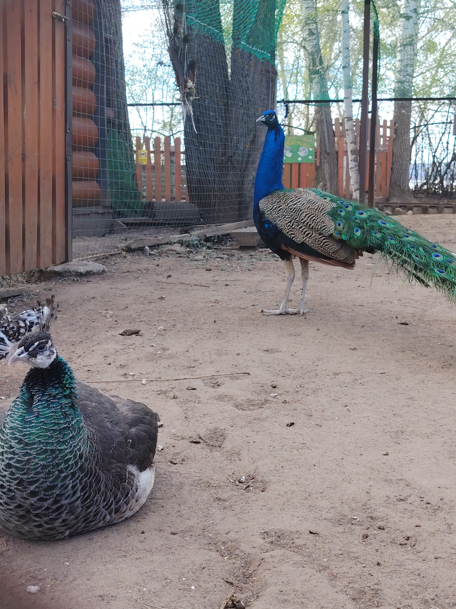 The image shows two peacocks in an enclosure with a sandy ground. One peacock is standing and has a vibrant blue neck and green tail feathers. The other peacock is sitting down and has gray and green feathers. The enclosure is surrounded by a wooden fence and netting, and trees are visible in the background. The location is likely a zoo or park in the city of Chaikovsky, Russia.